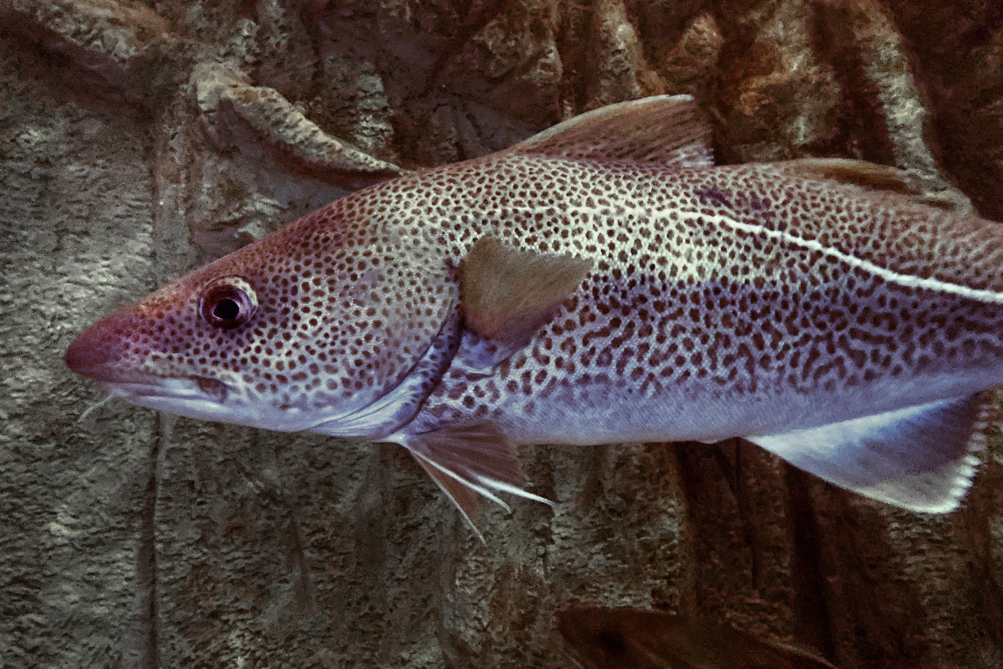 Eating fish on a Friday is a Catholic tradition