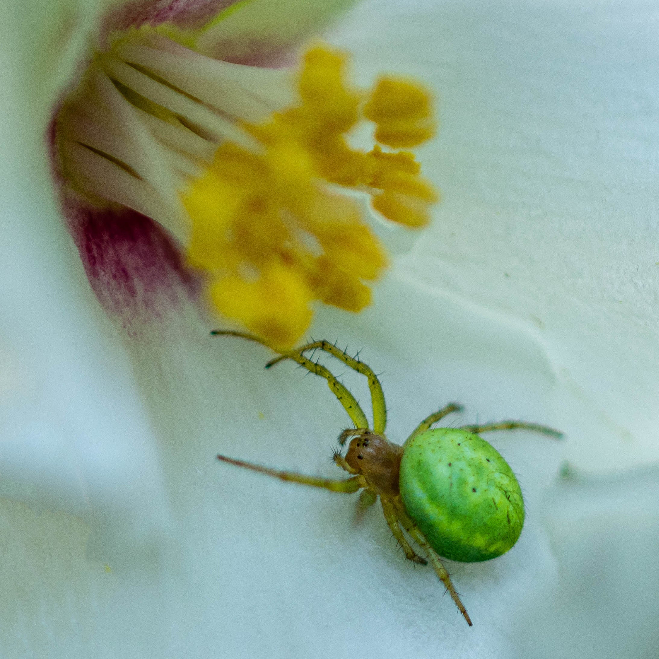 Cucumber green orb spider