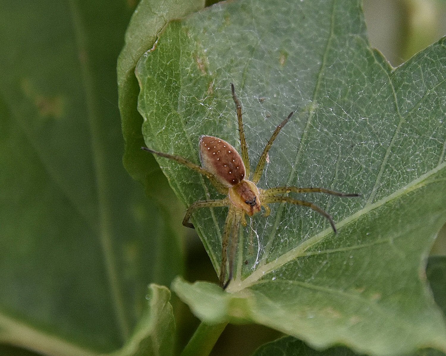 Spider on the sweet potatoes, France