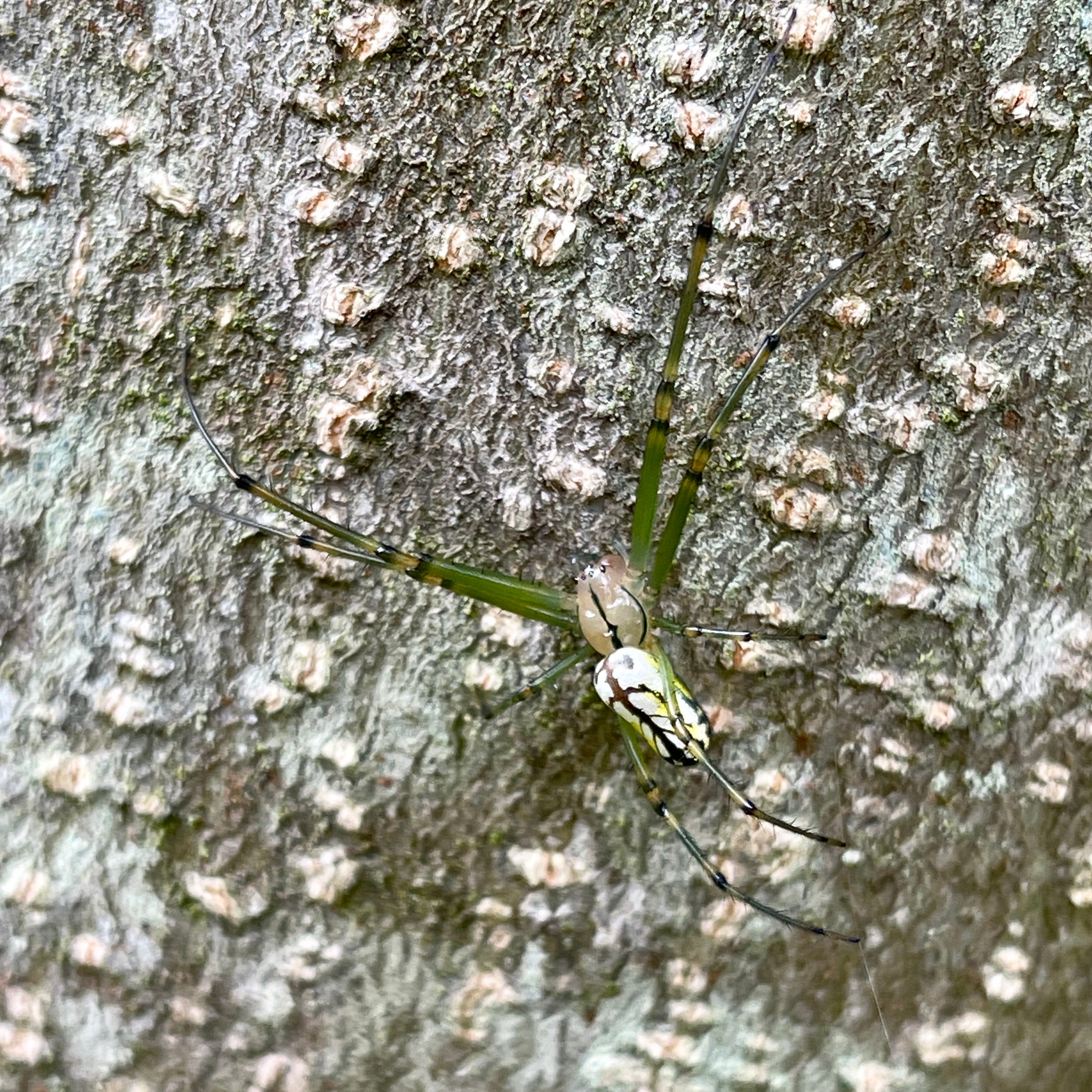 Orchard orbweaver, USA