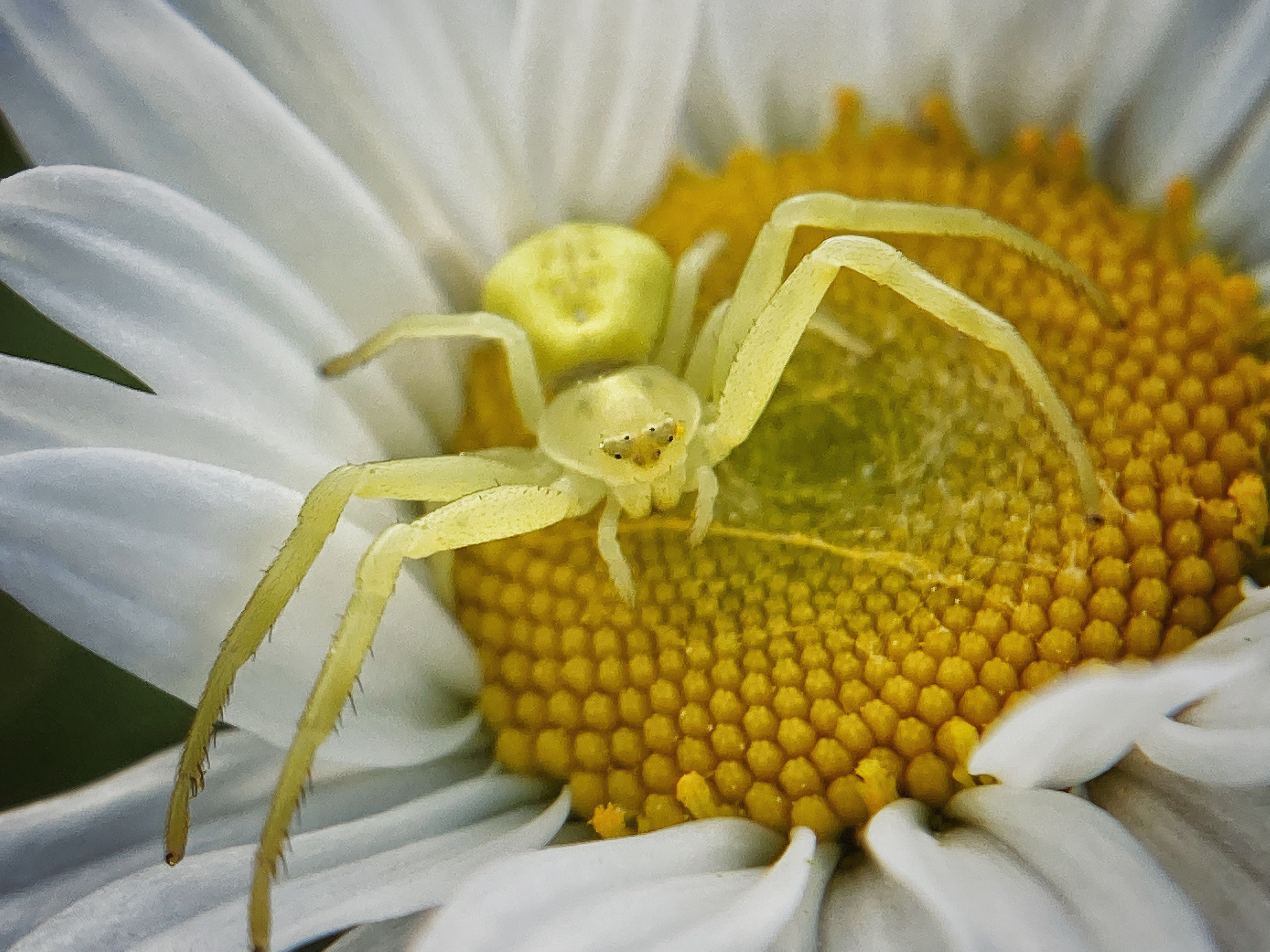 Crab spider, USA