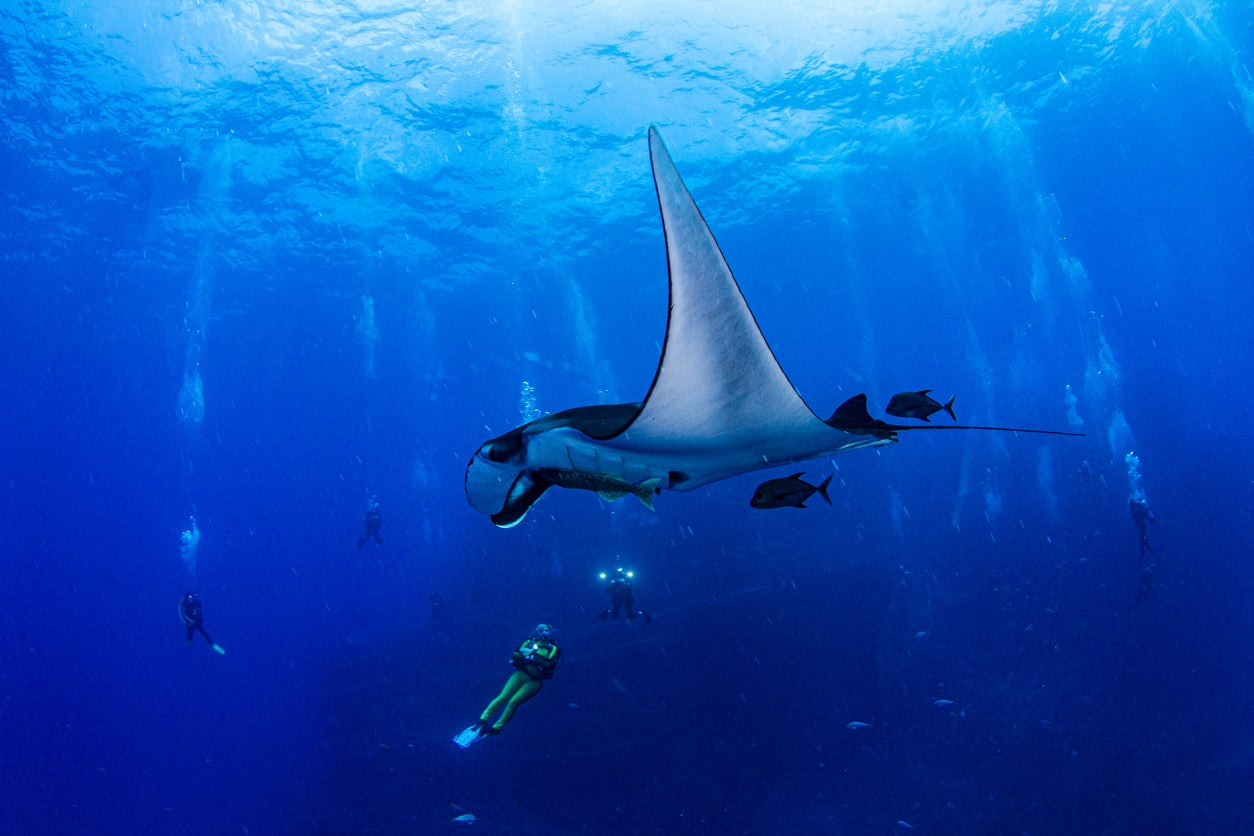 Divers are recommended Mexico’s Revillagigedo National Park