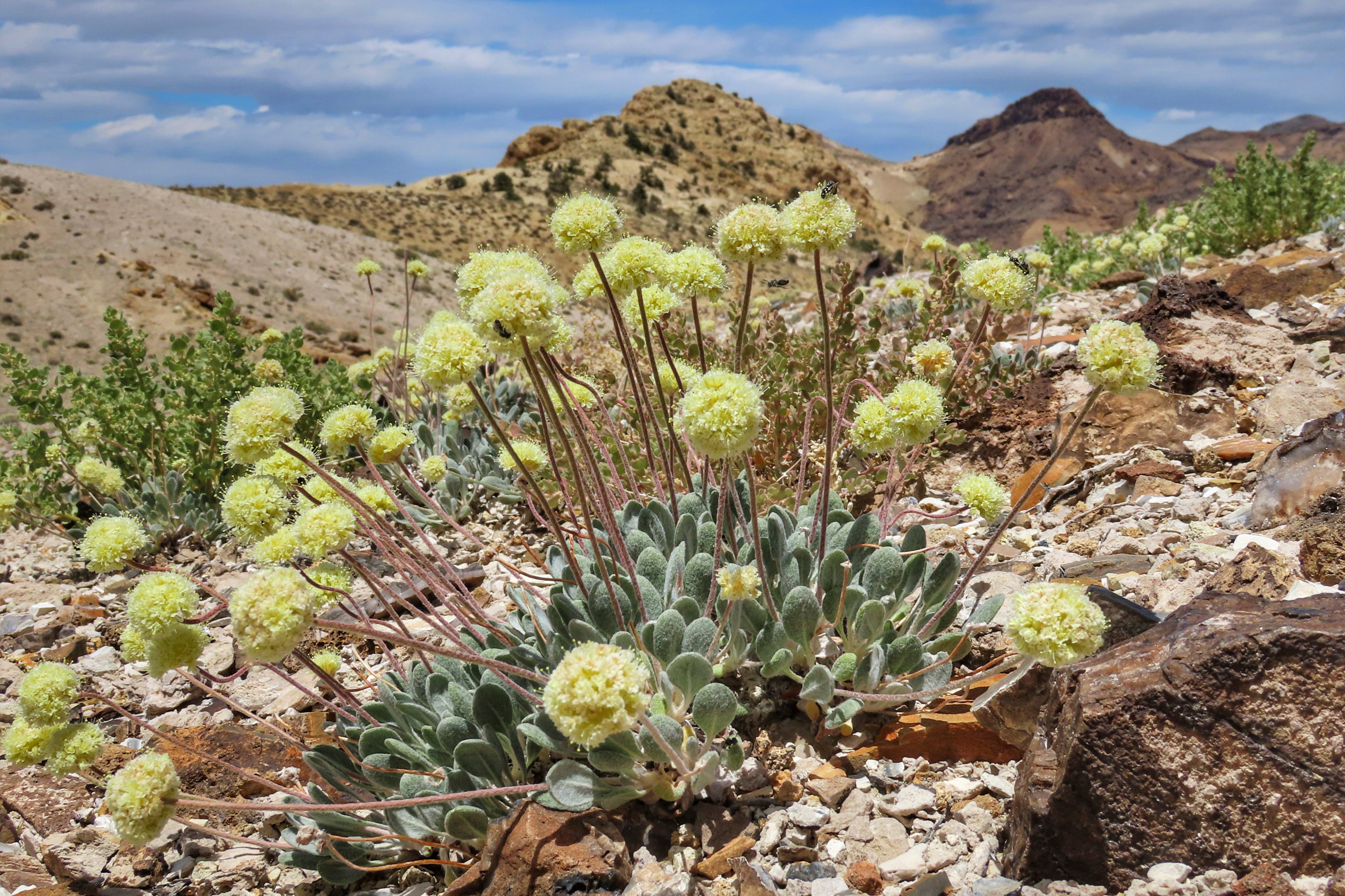 Rare Wildflower-Lithium Mine