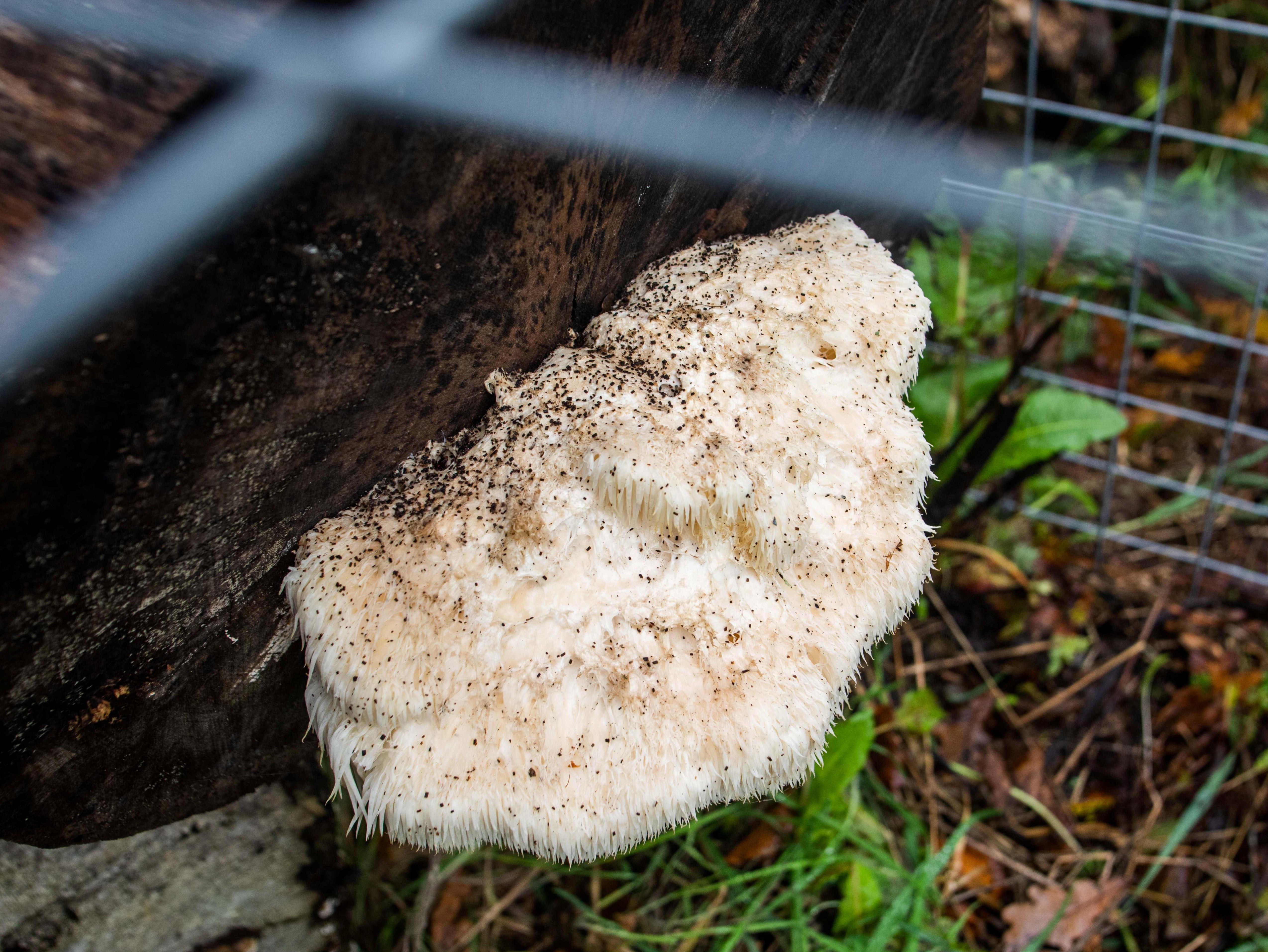 The mushroom is rarely spotted in the UK