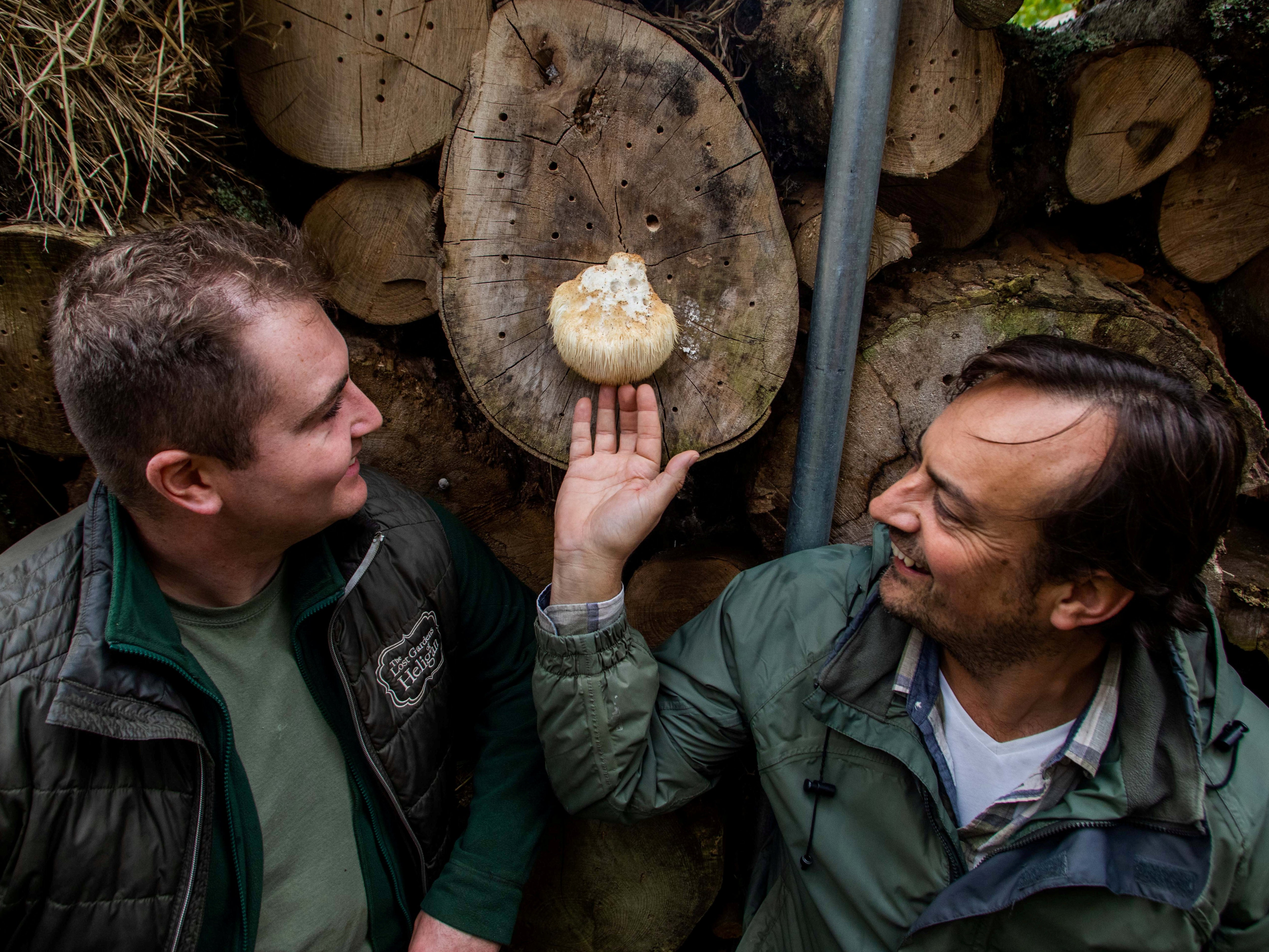 Mr Davies and Dan Ryan from the Three Bays Wildlife Group with a smaller piece of the Bearded tooth fungus