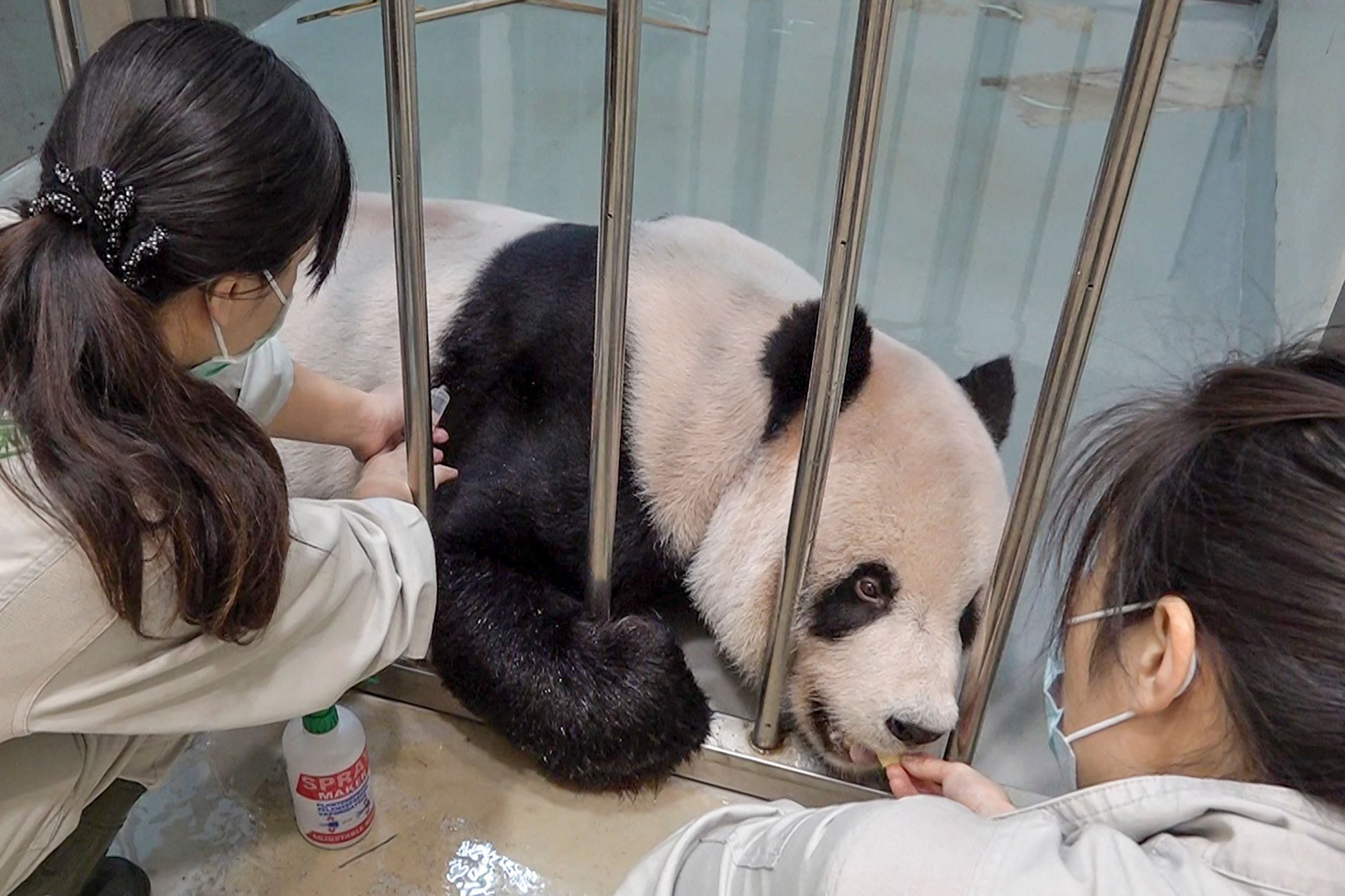 Workers treating sick male panda Tuan Tuan at the zoo in Taipei