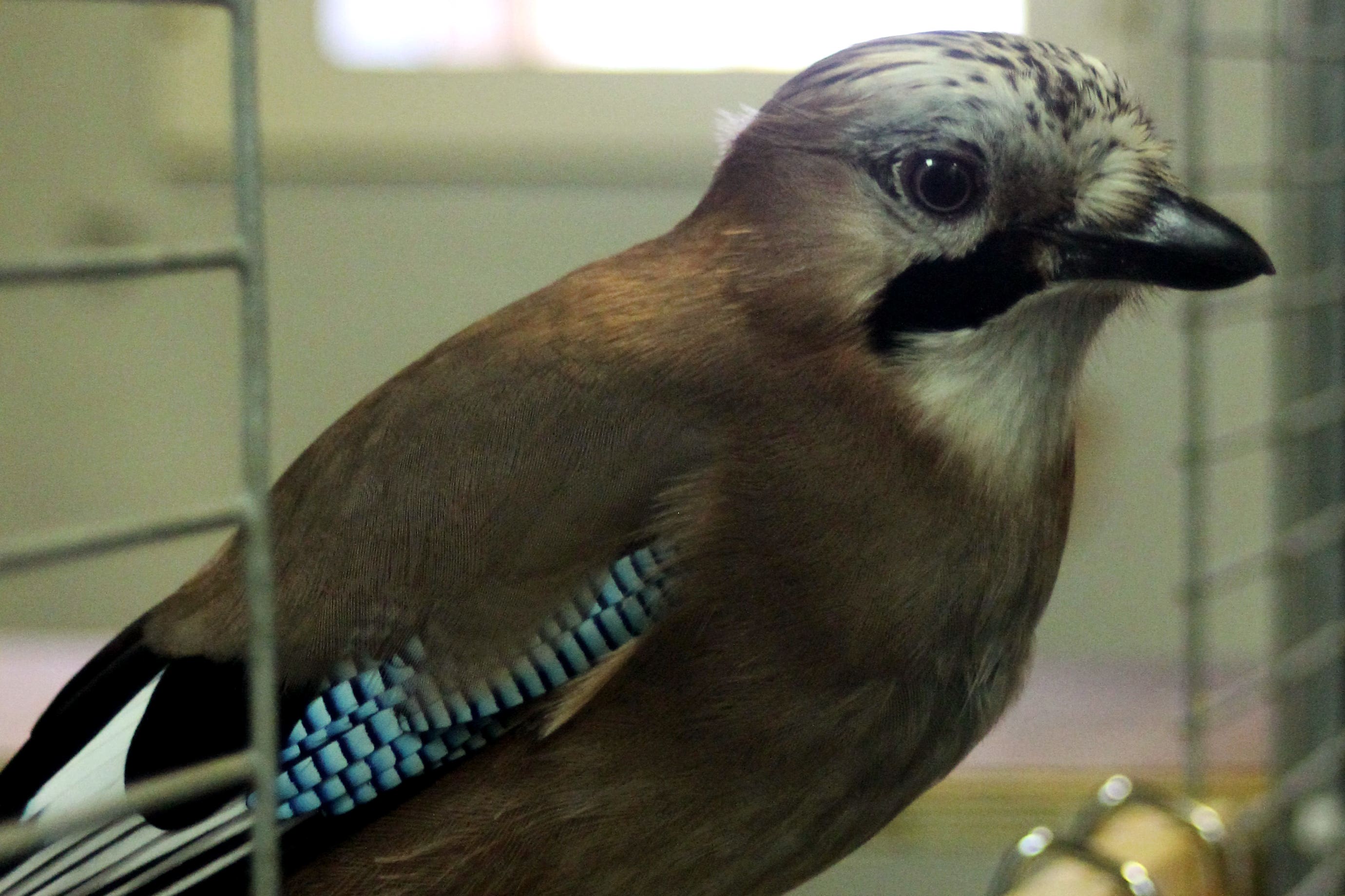 Jays can resist temptation to get a delayed but better reward, according to a study (Cambridge University/PA)