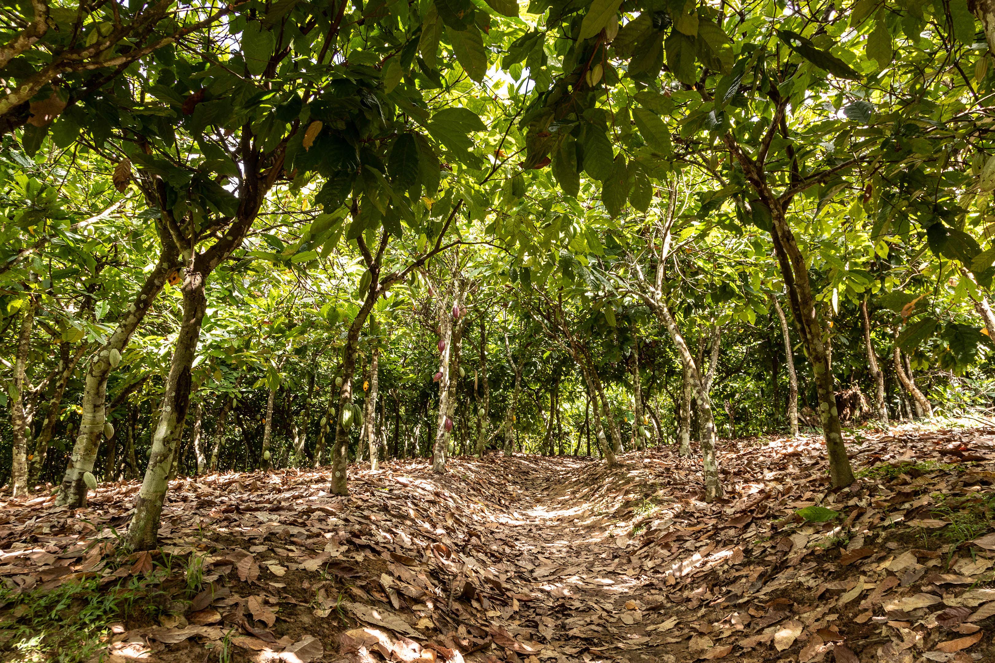 Farmers in Ghana have warned that climate change is hitting yields of cocoa and taking them ‘back to zero’ (Chris Terry/PA)