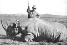 Rhino horns getting smaller due to poaching, 135 years of archive photos reveal