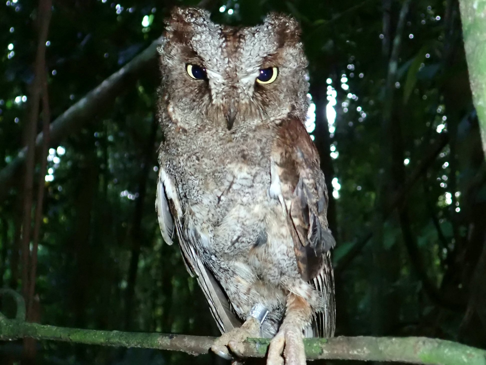 The bird’s Latin name is Otus bikegila