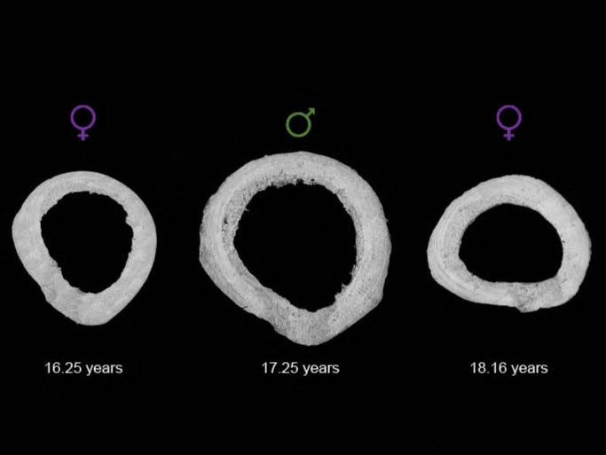 Scientists experimented on the lamellar bones of primates from a Puerto Rico research station