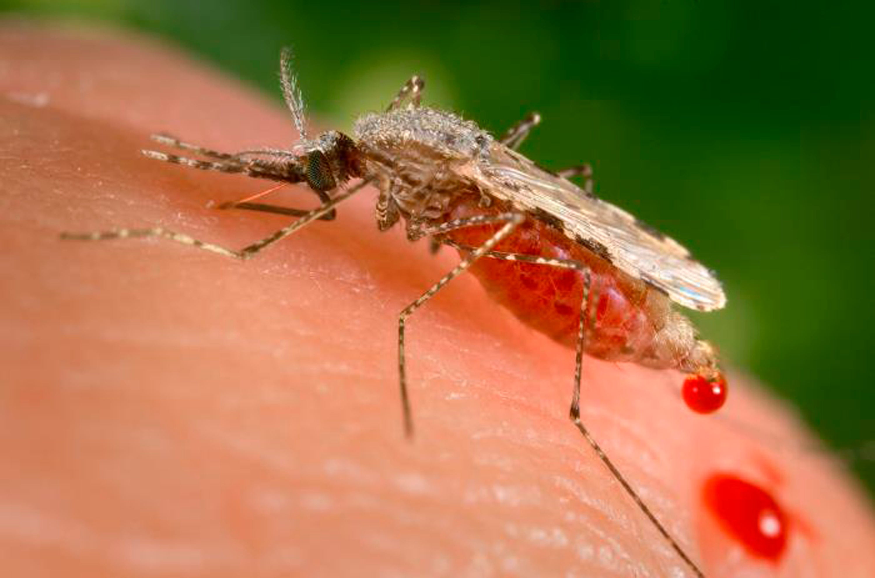 Malaria Mosquitoes
