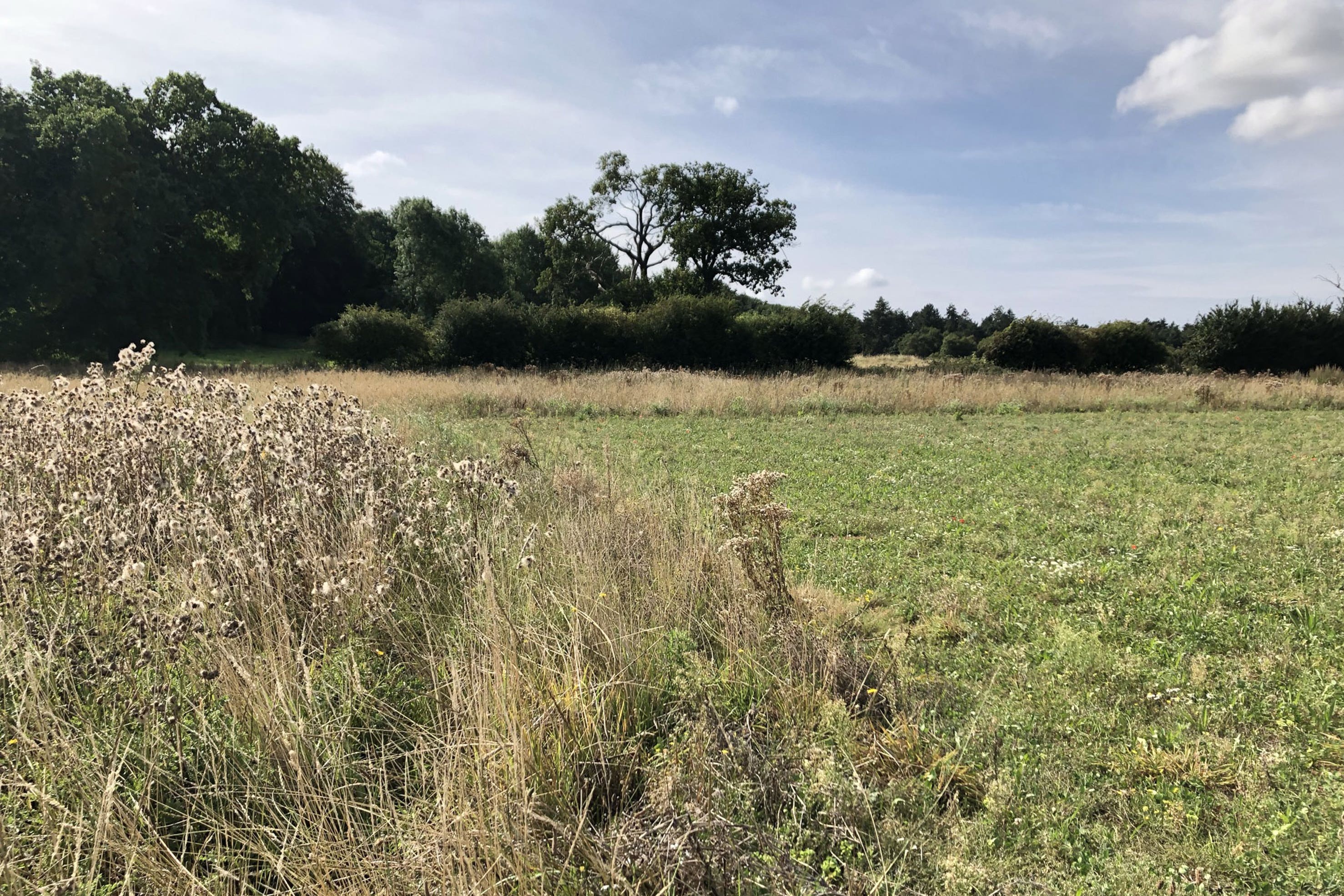 Arable land with margins set aside to support wildlife as part of a regenerative farming scheme in Norfolk (Emily Beament/PA)