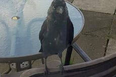 Village terrorised by jackdaw called Derek