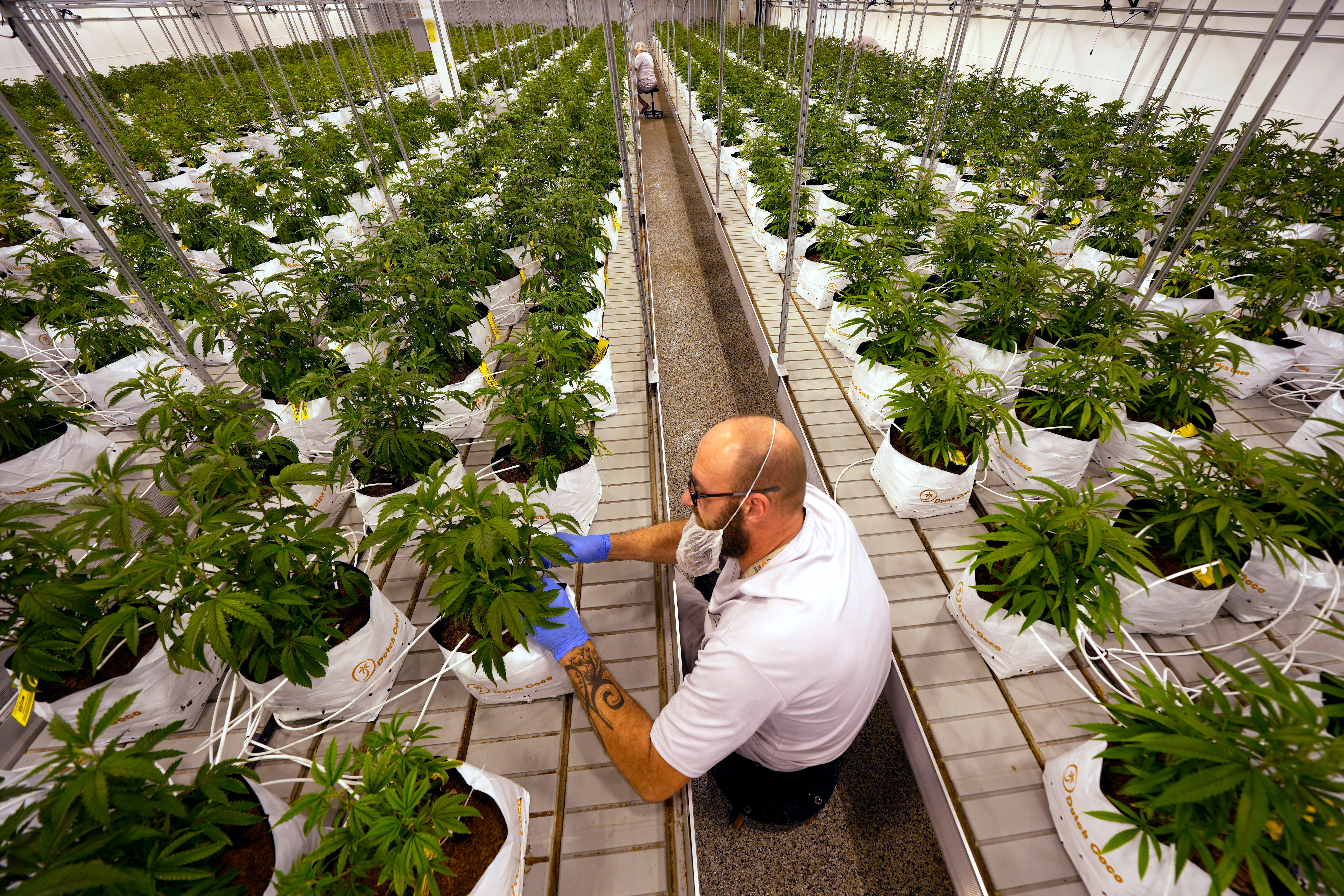 Election 2022 Marijuana