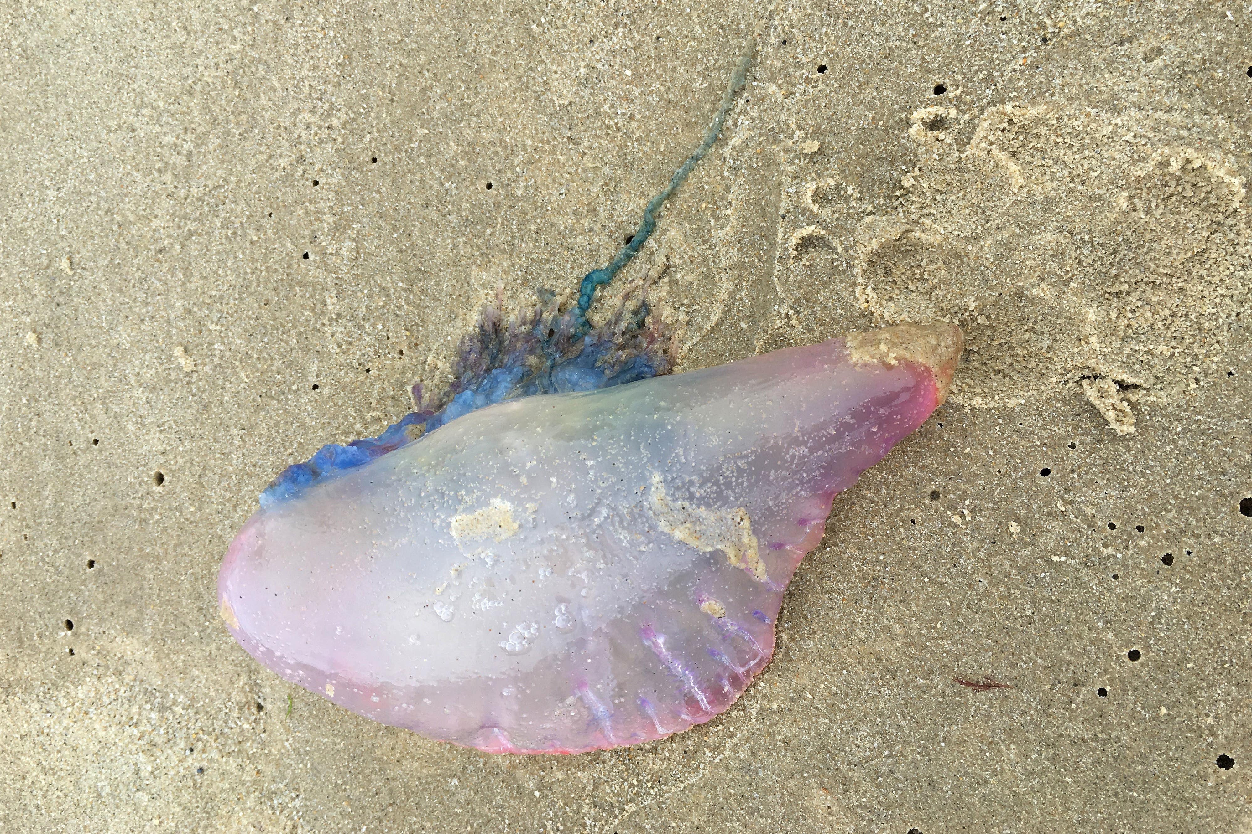 An increase in sightings of Portuguese man o’war jellyfish forced the closure of two beaches in souther Catalonia earlier this year (Andy Reed/PA)