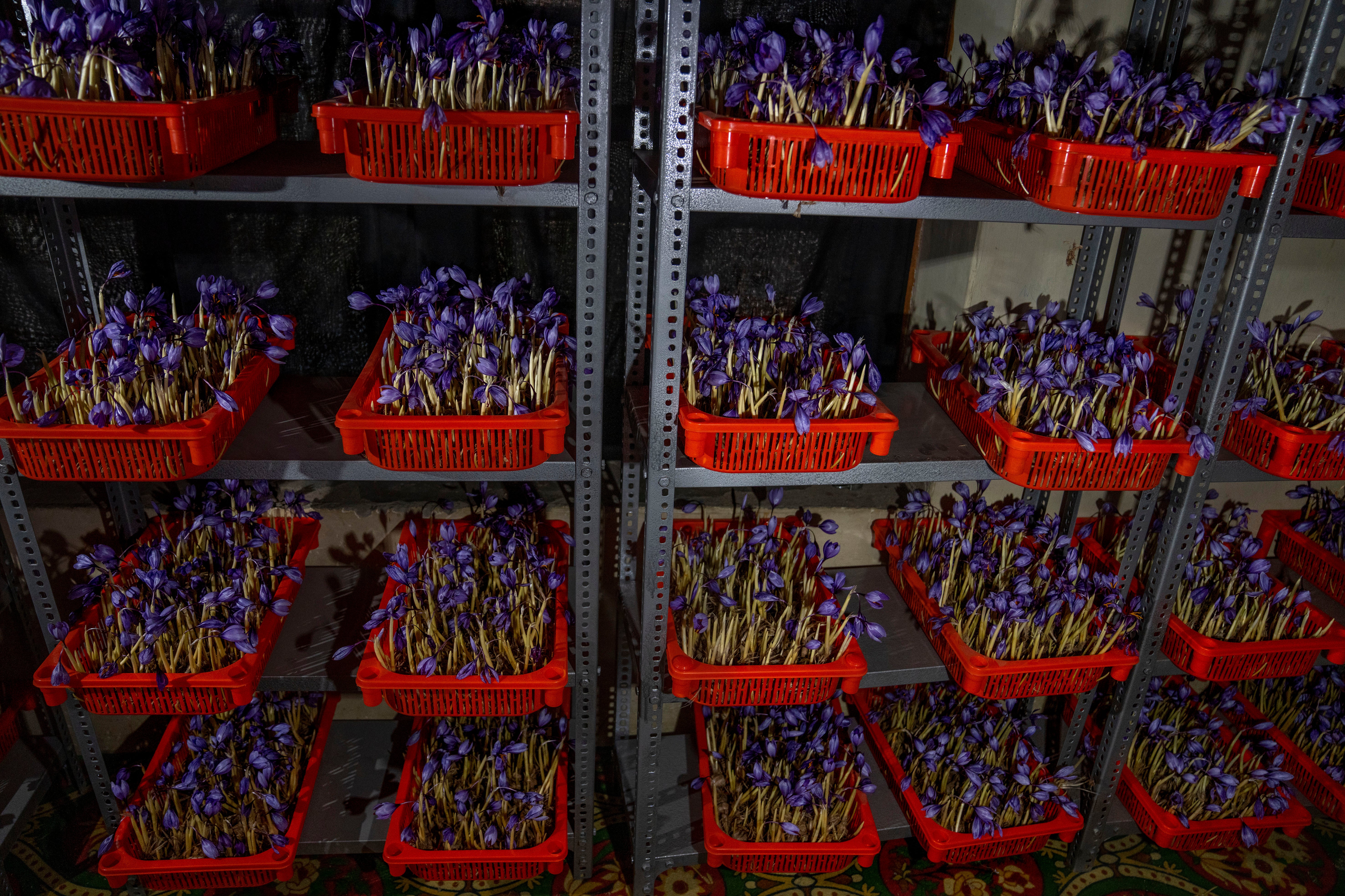 India Kashmir Saffron Photo Gallery