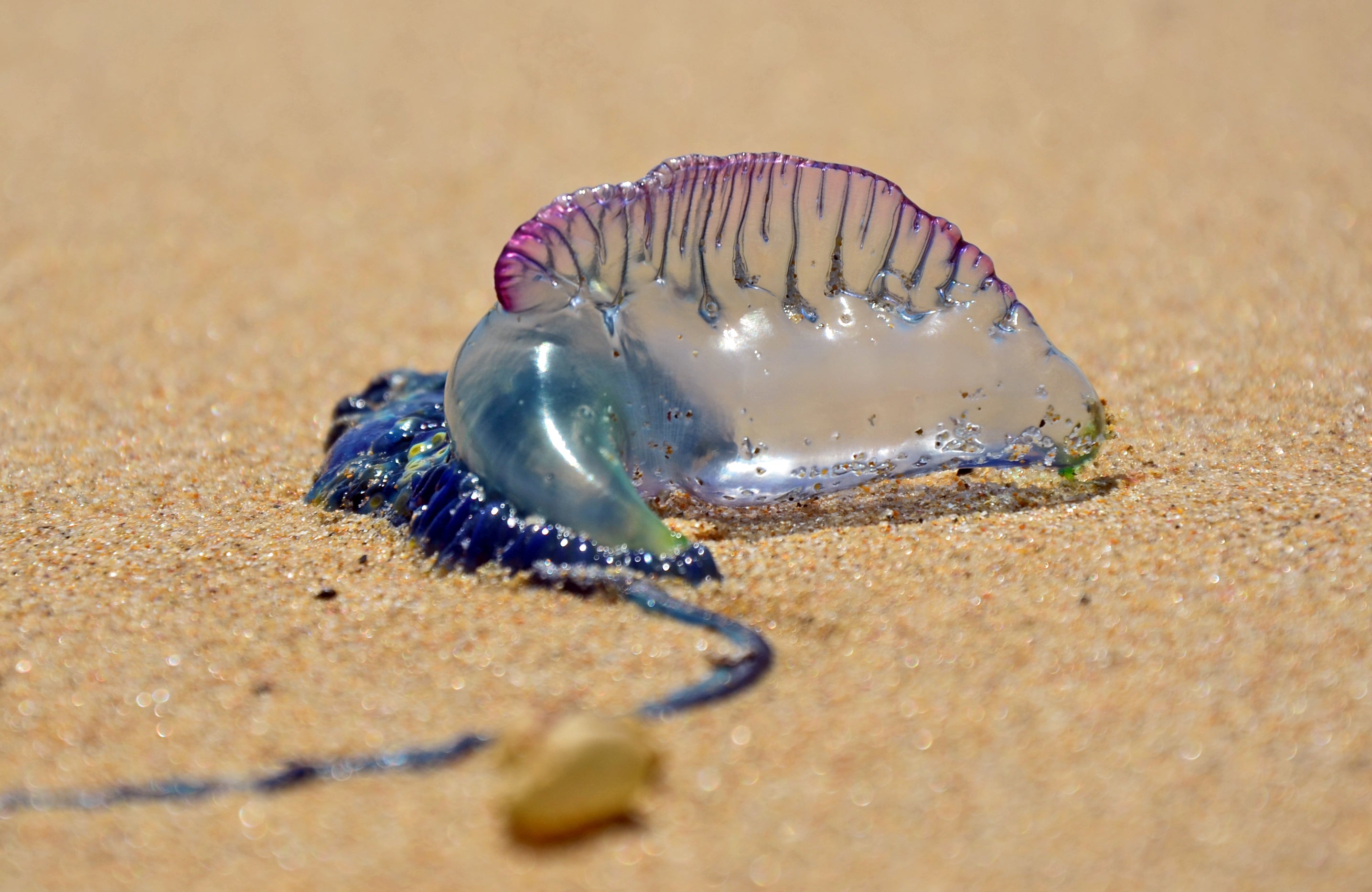 Portuguese man o’war washed up on beach