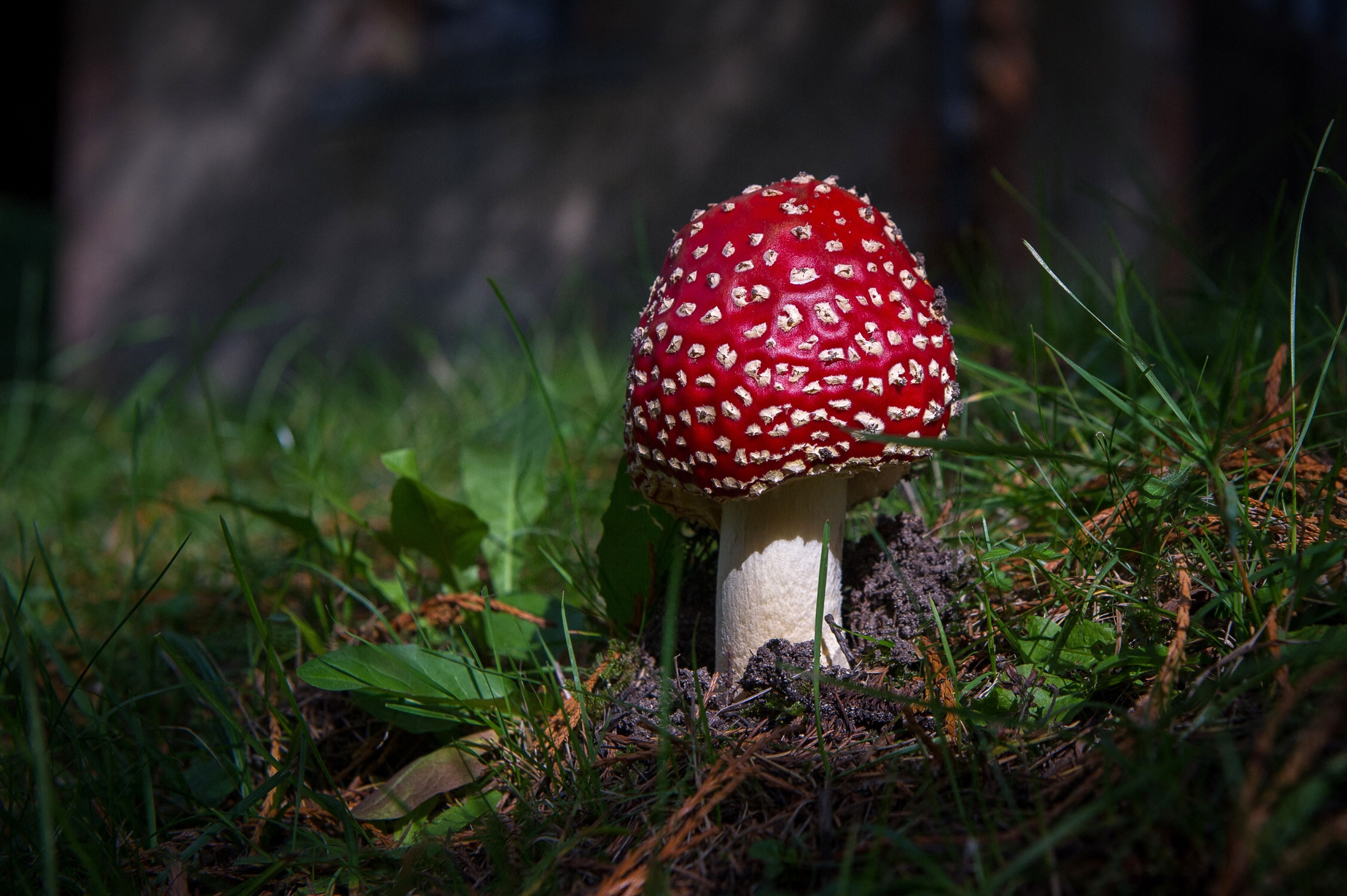 Amanita muscaria mushrooms are poisonous and the FDA has prohibited three compounds found in it