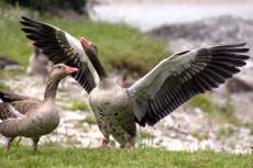 Fireworks can cause stress to birds in the wild, study suggests