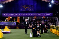 Canines, anyone? Westminster dog show heads to tennis center