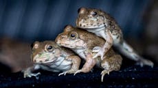 Frog-mageddon: Thousands of amphibians descend upon Florida neighbourhood