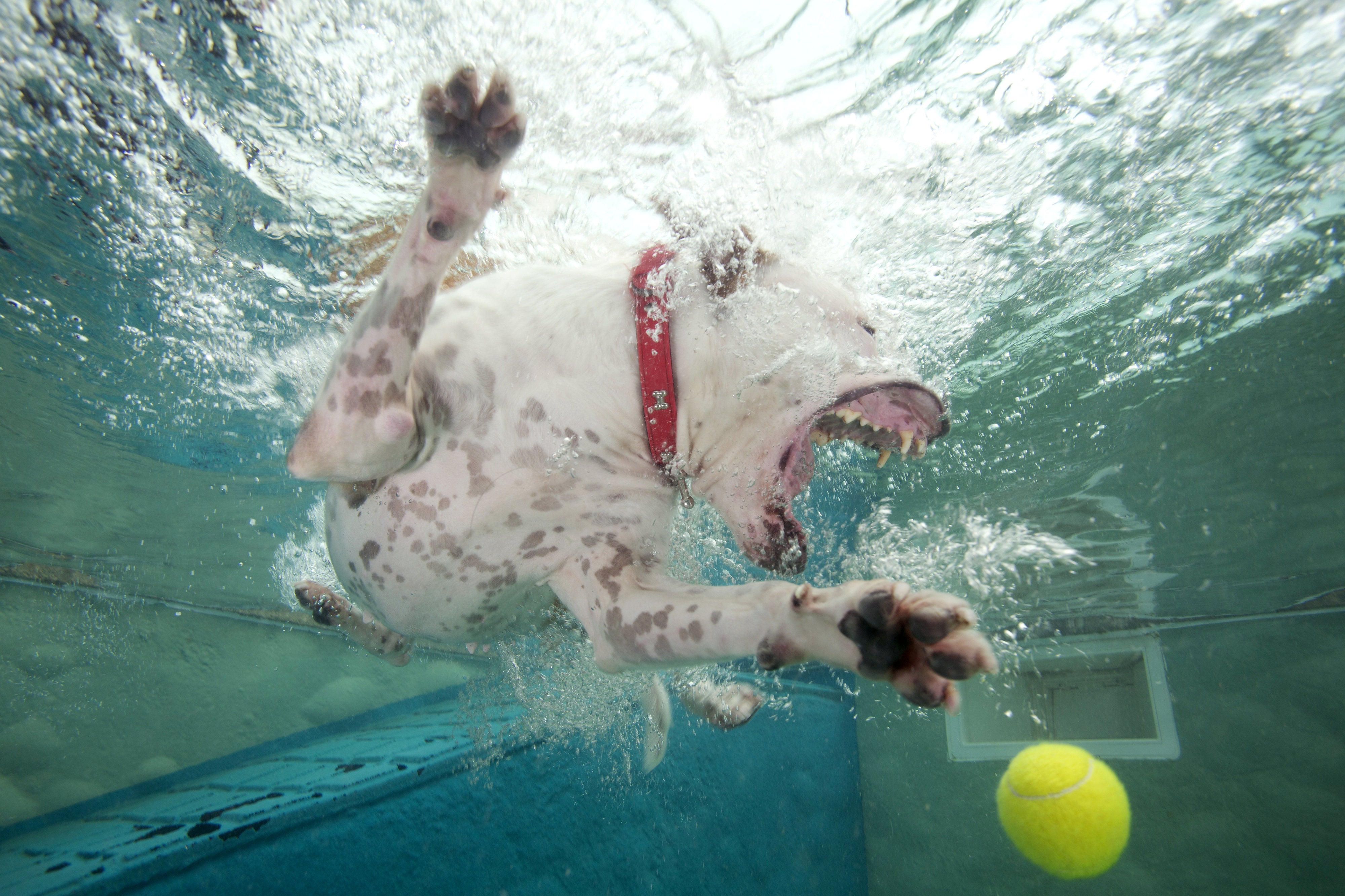 Ifubu diving for her tennis ball in a pool
