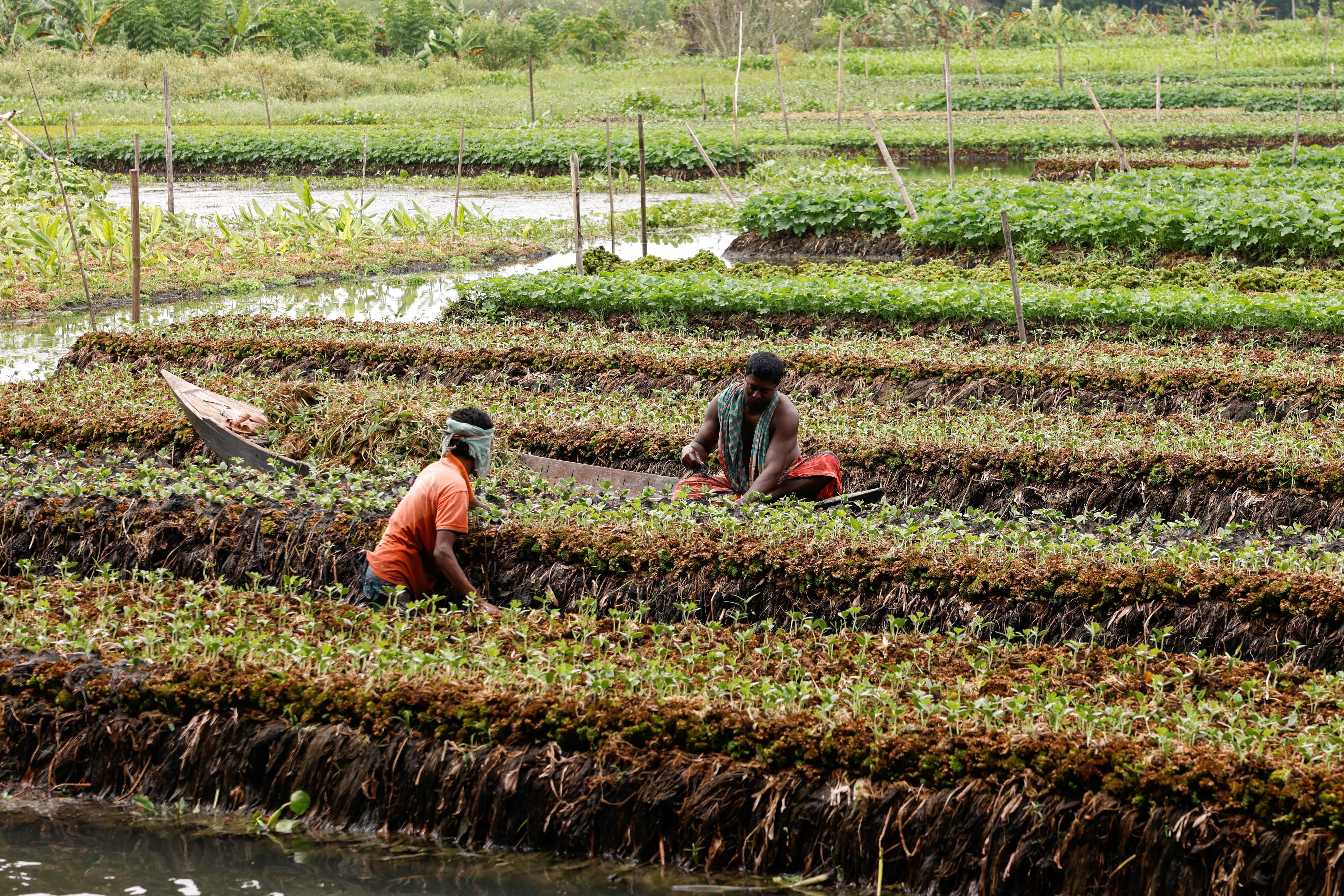 Mostafa places water weeds on top of the seedlings’ roots