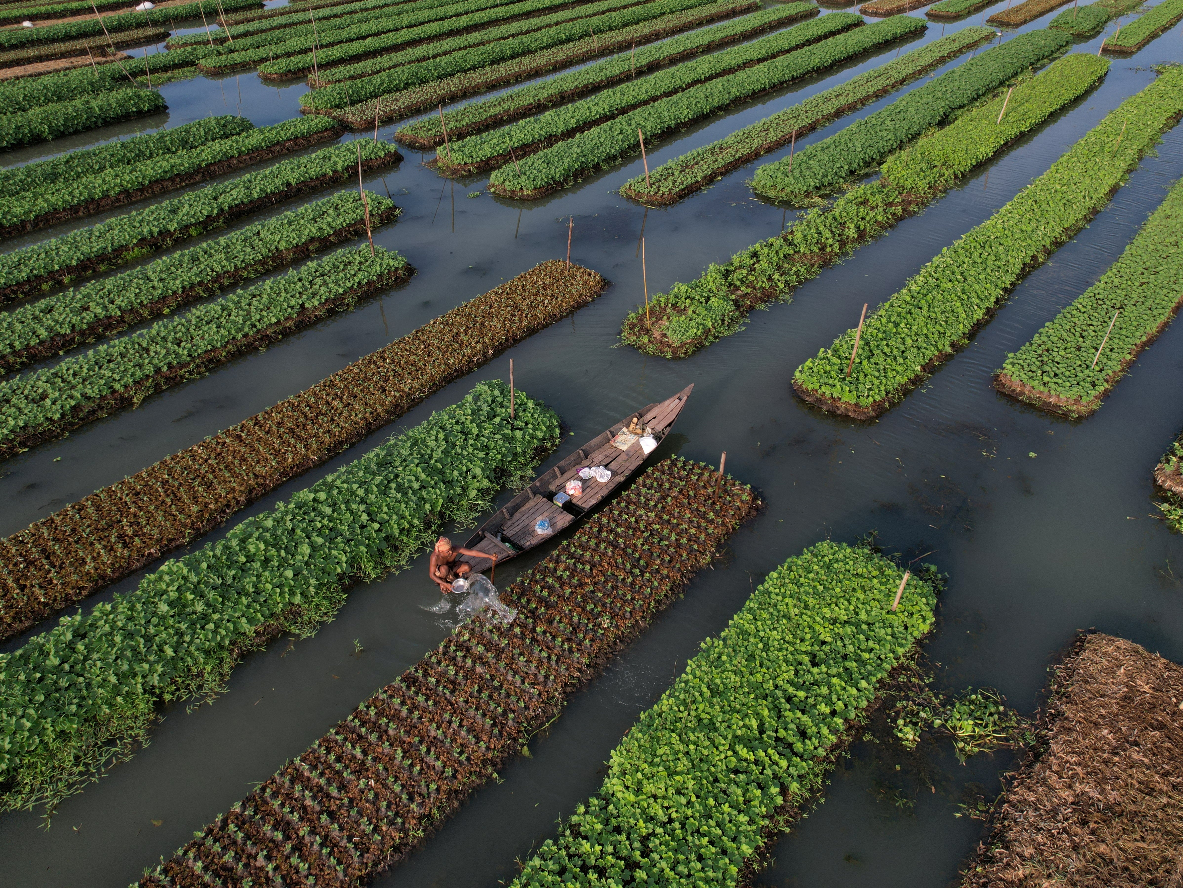 A farmer irrigates his floating bed at his farm in Pirojpur district, Bangladesh