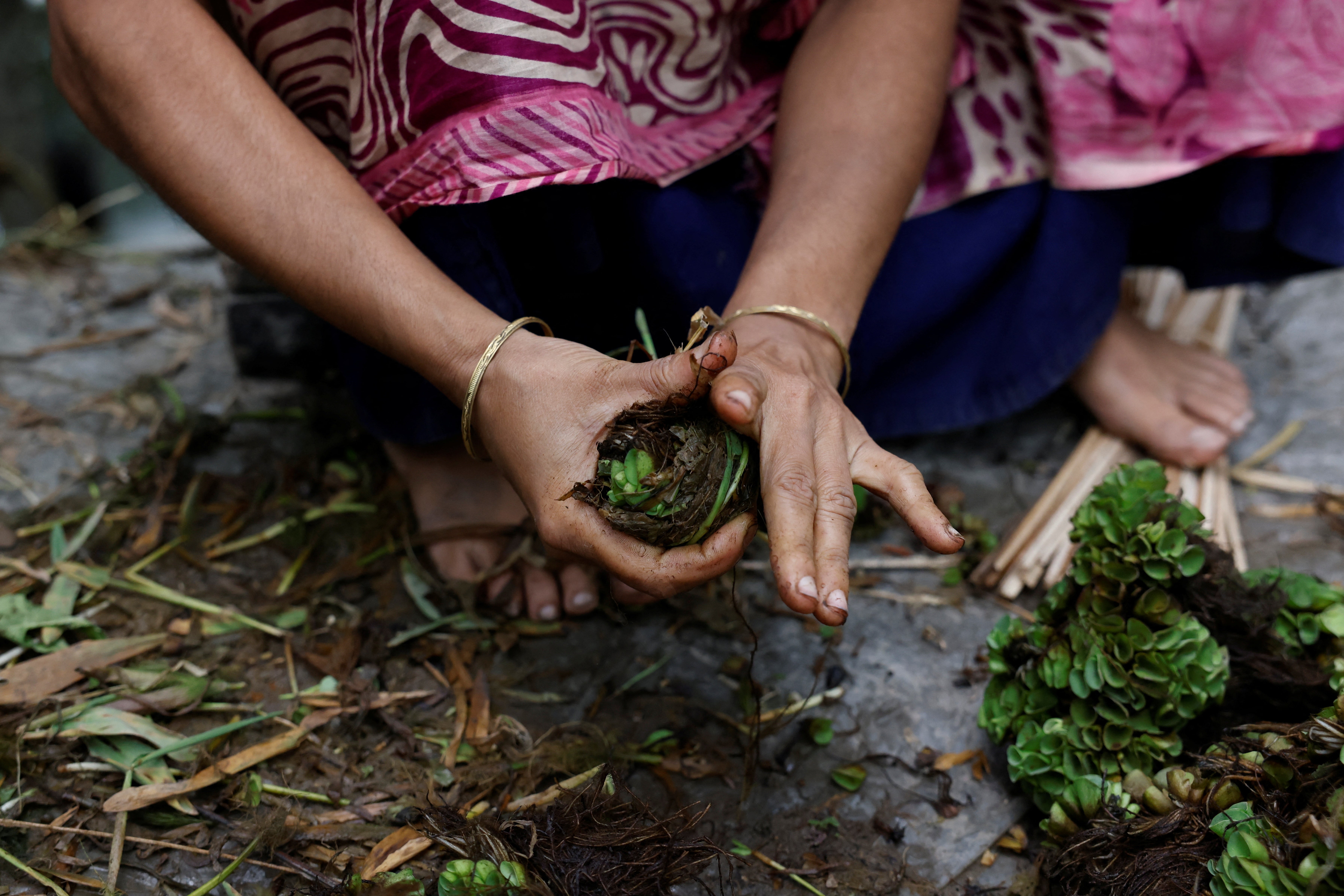 Murshida making water lettuce seedling balls at her home