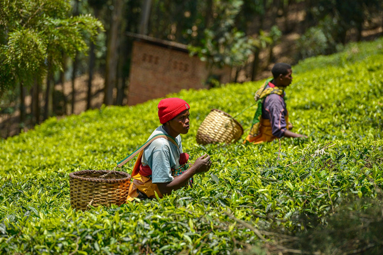 Rwanda has tea plantations to explore