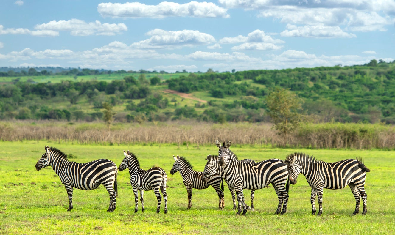 Tourists can stay in safari camps and lodges in Akagera National Park