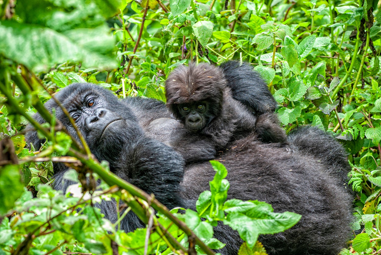 A female mountain gorilla with her young baby in Volcanoes National Park