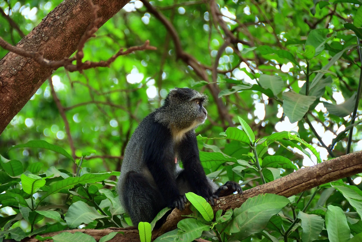 Blue monkeys can be spotted in Gishwati Mukura National Park