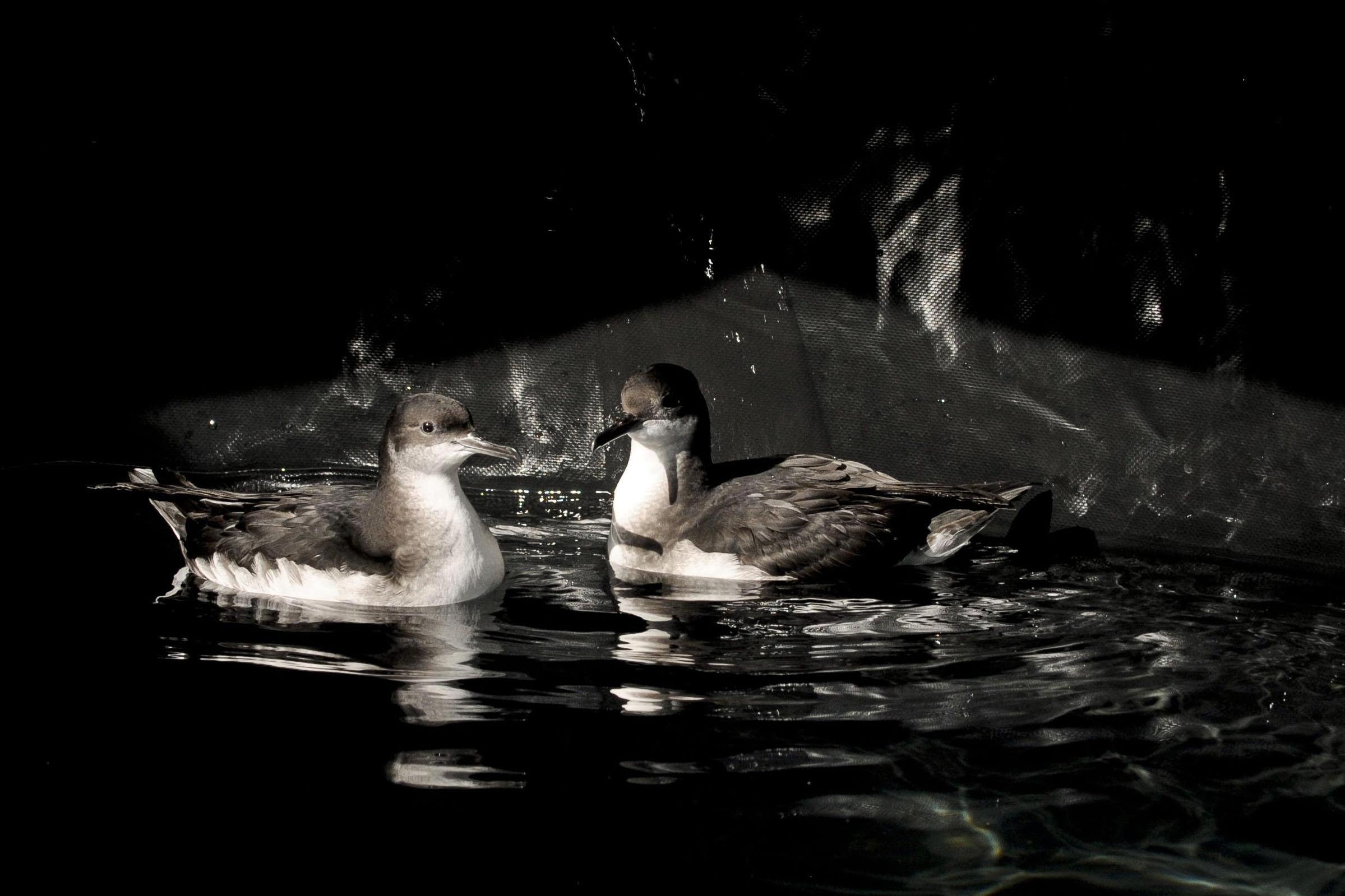 Manx shearwaters are surface feeders, so researchers believe they may be vulnerable to ingesting floating plastic (Ben Birchall/PA)