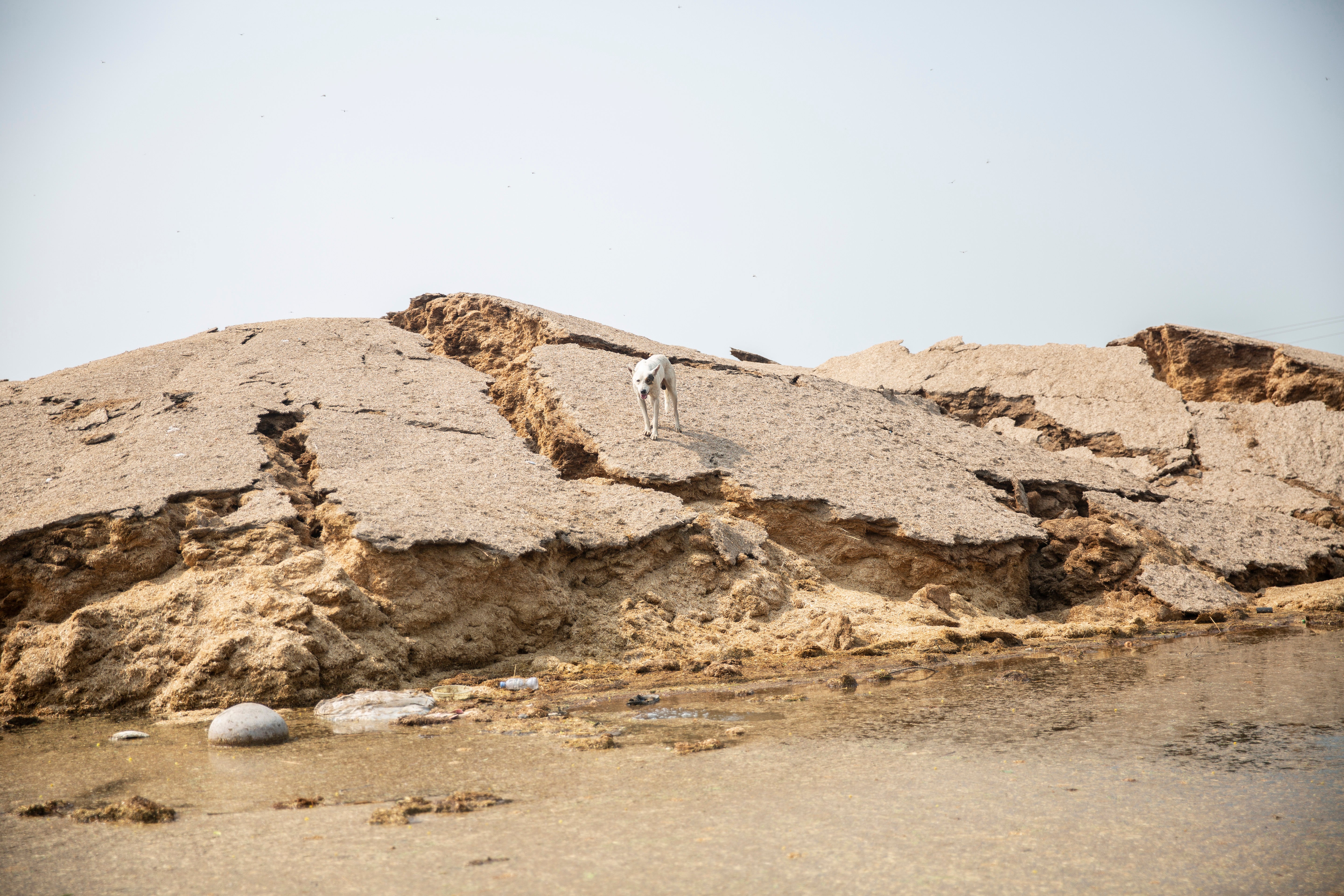 Many animals are stranded on small islands due to the recent floods