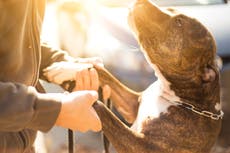 Battersea criticises ‘flawed’ dog control law that puts dogs down based on breed