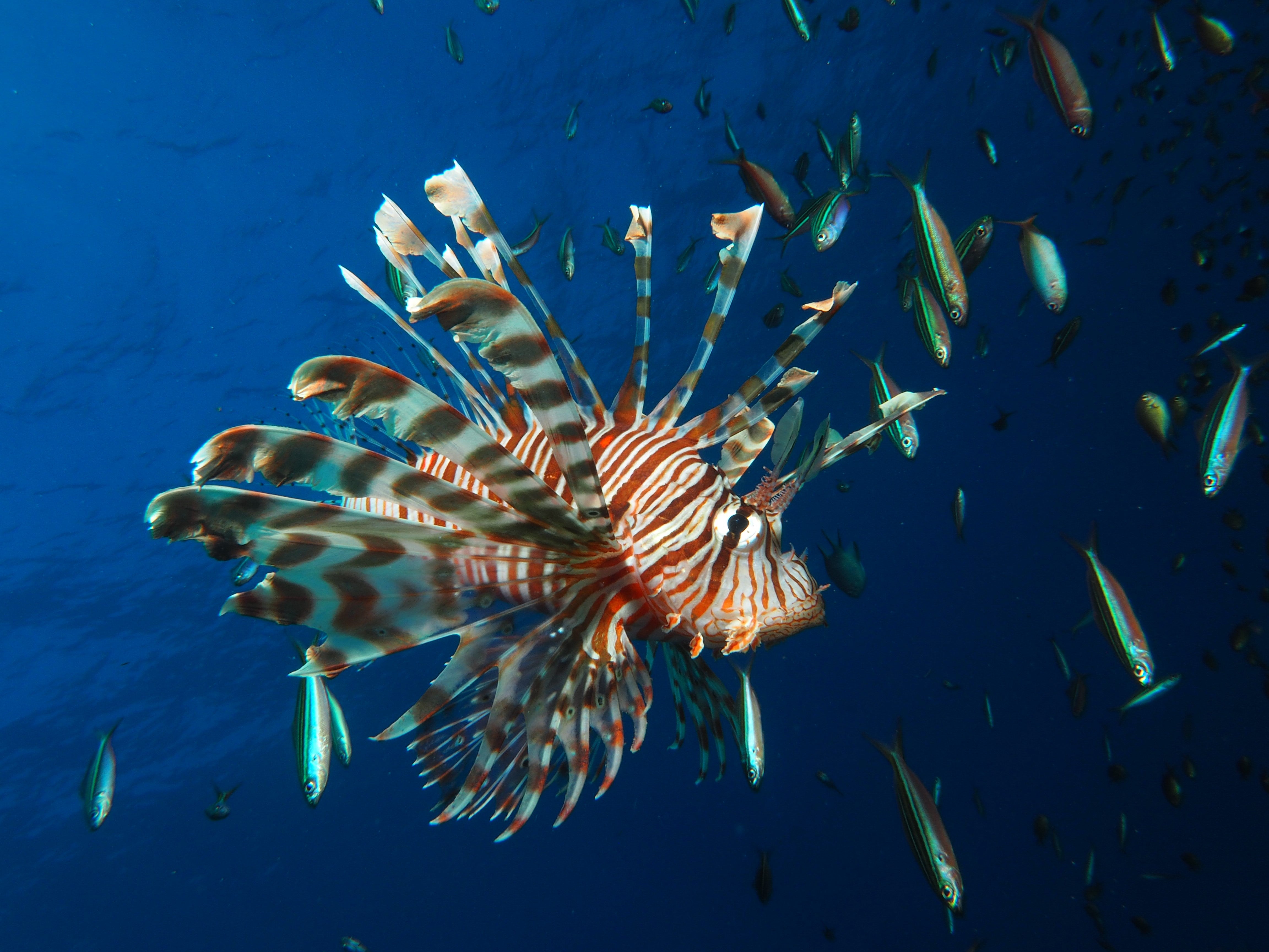 AMAALA and THE RED SEA have an abundance of flora and fauna and its waters are home to, among others, lionfish (pictured), spotted dolphins and reef sharks