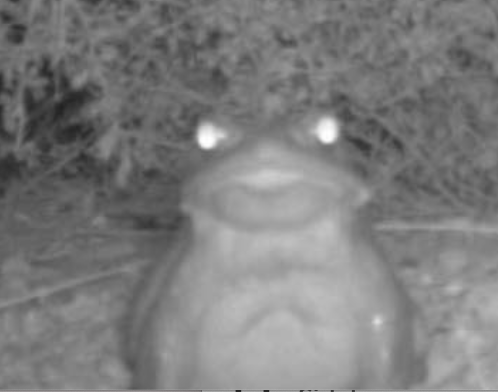 Secretions from the Sonoran desert toad contain powerful psychoactive toxins. Pictured at the Organ Pipe Cactus National Monument, Arizona