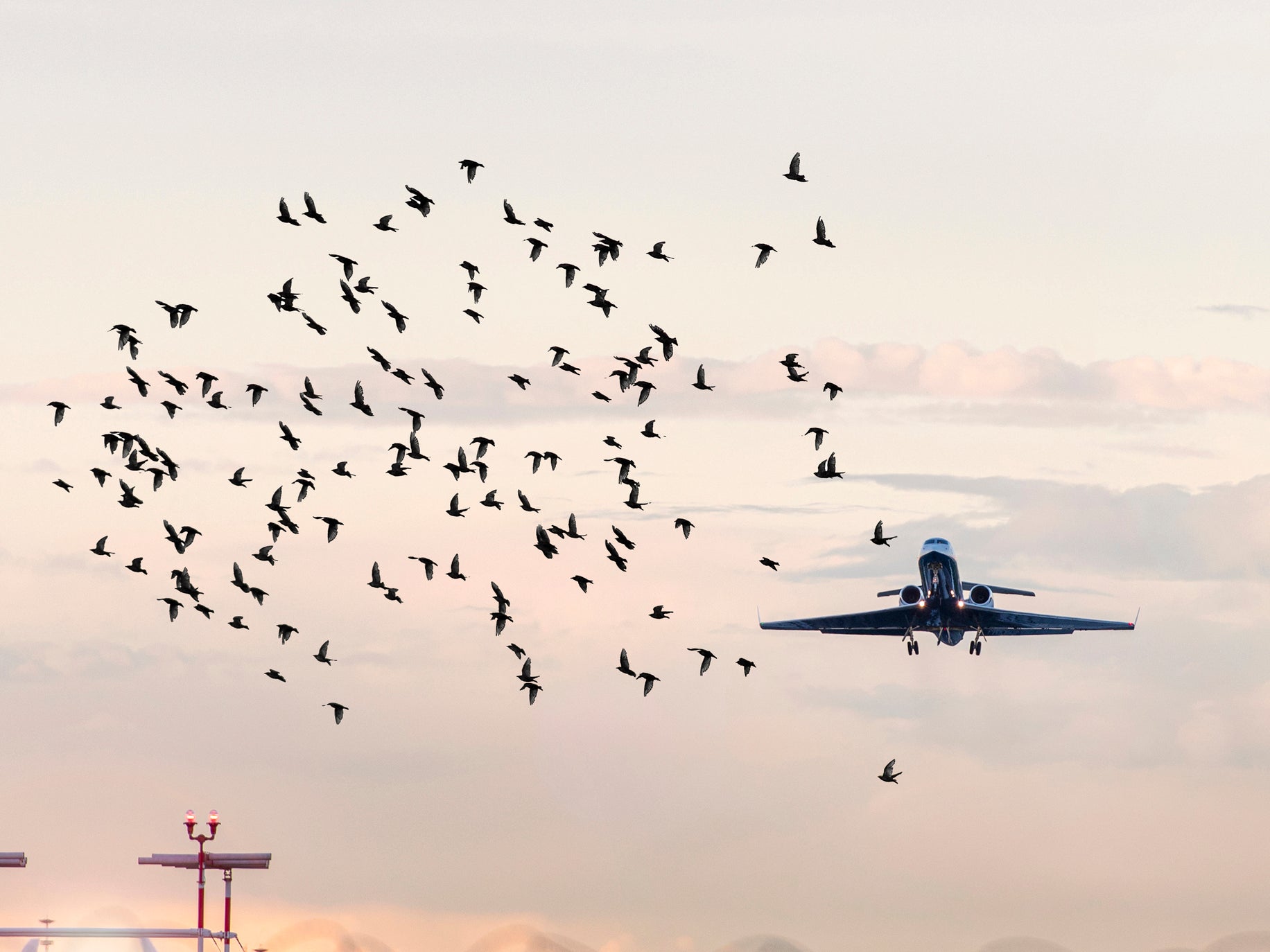 Our flight was delayed by bird strikes