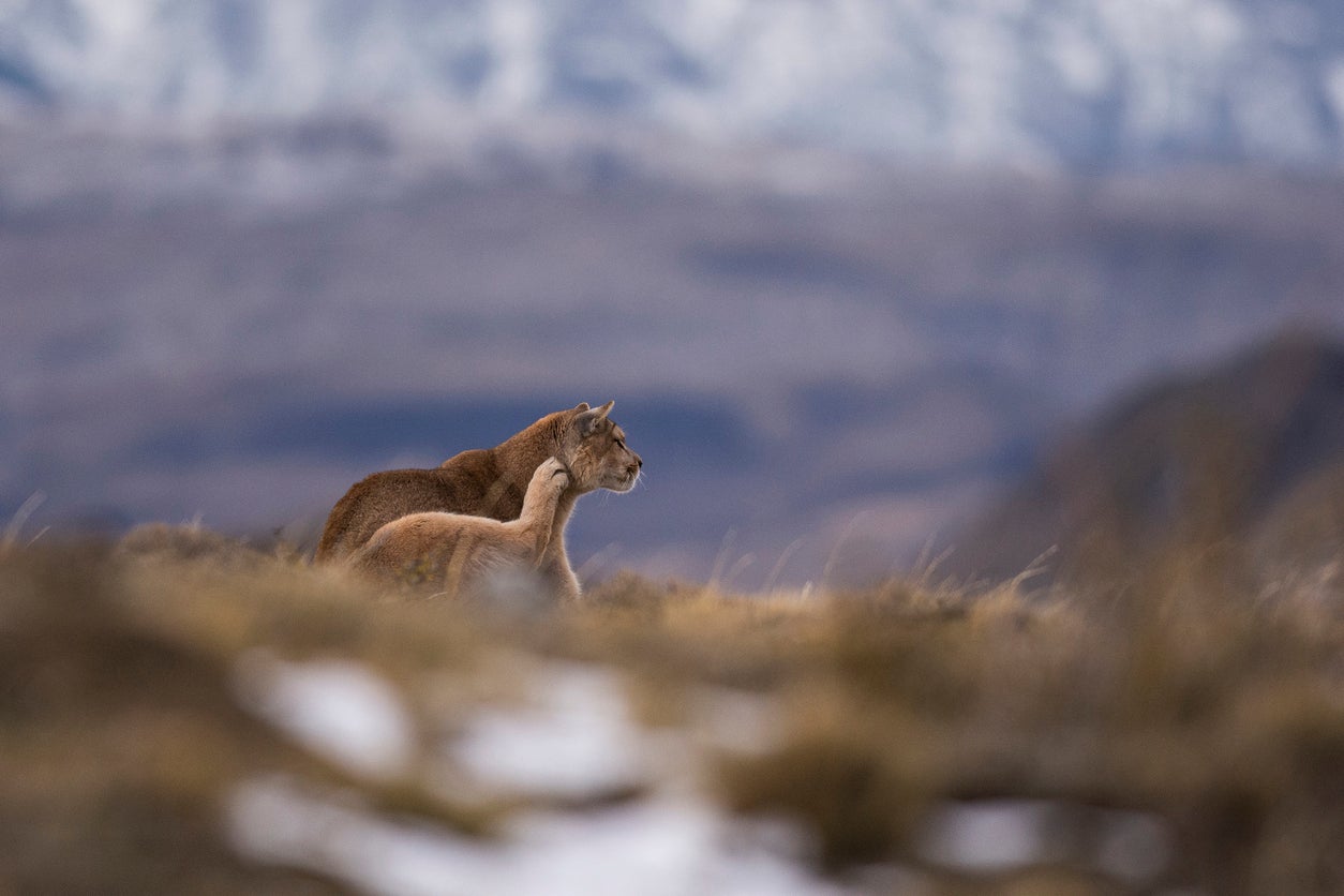 Elusive pumas are known as the ‘ghost cats’ of the park