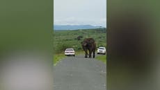 Safari-goer jumps out of car to hide in bushes after being spooked by huge bull elephant