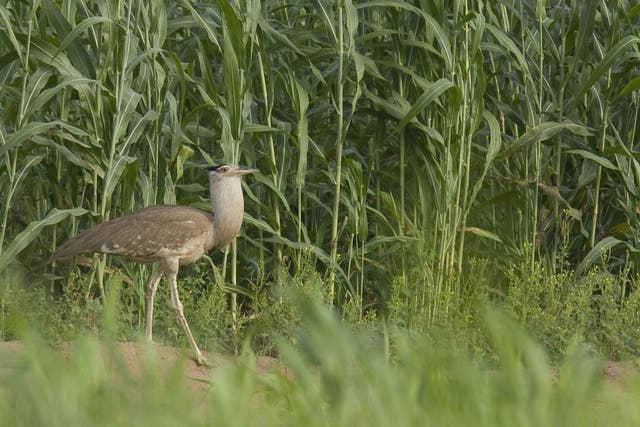 <p>One of the approximately 40,000 critically-endangered houbaras that remain in the wild</p>