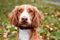 Puppy found dumped on roadside at four months old becomes police sniffer dog