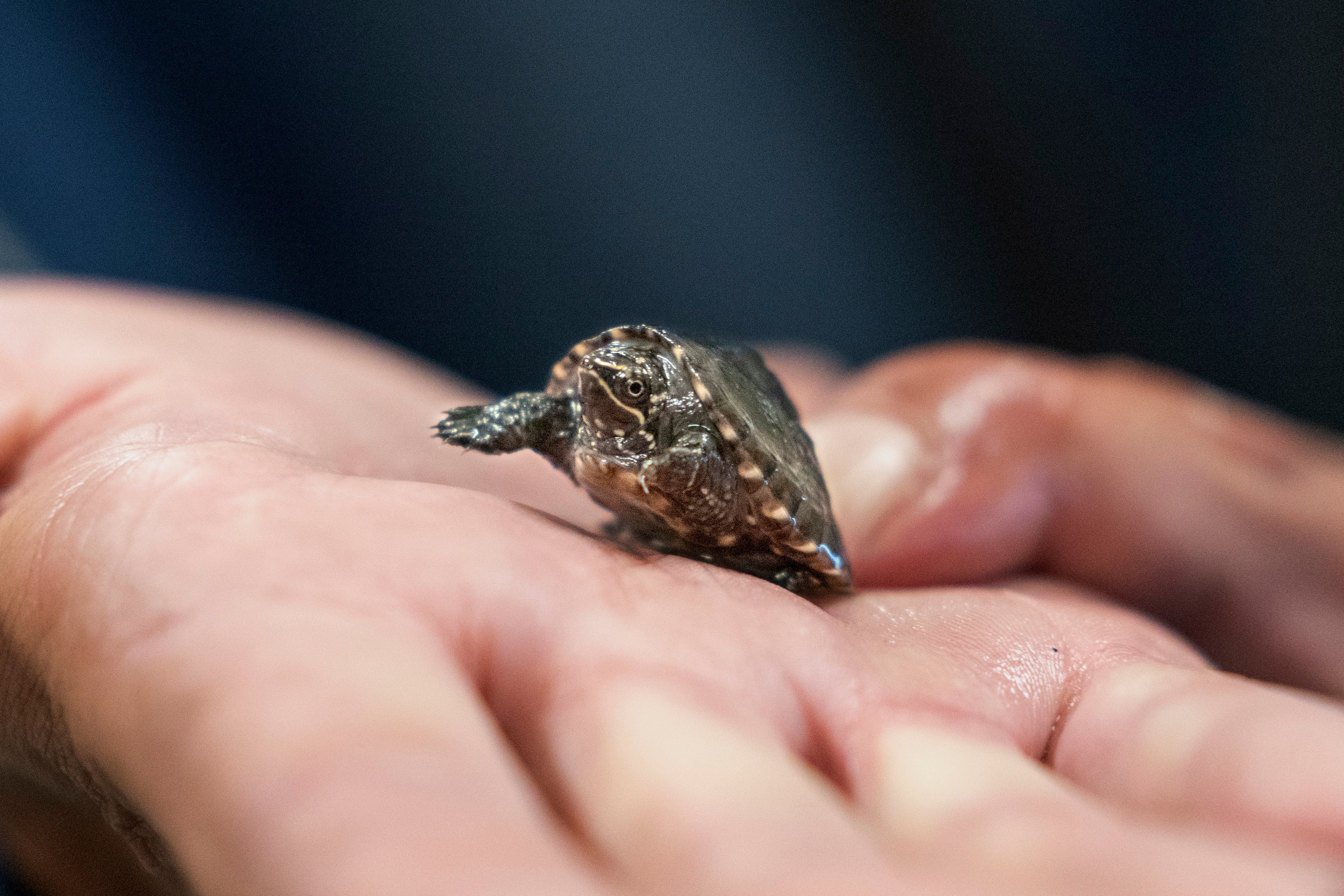 Wildlife Conference Turtle Poaching