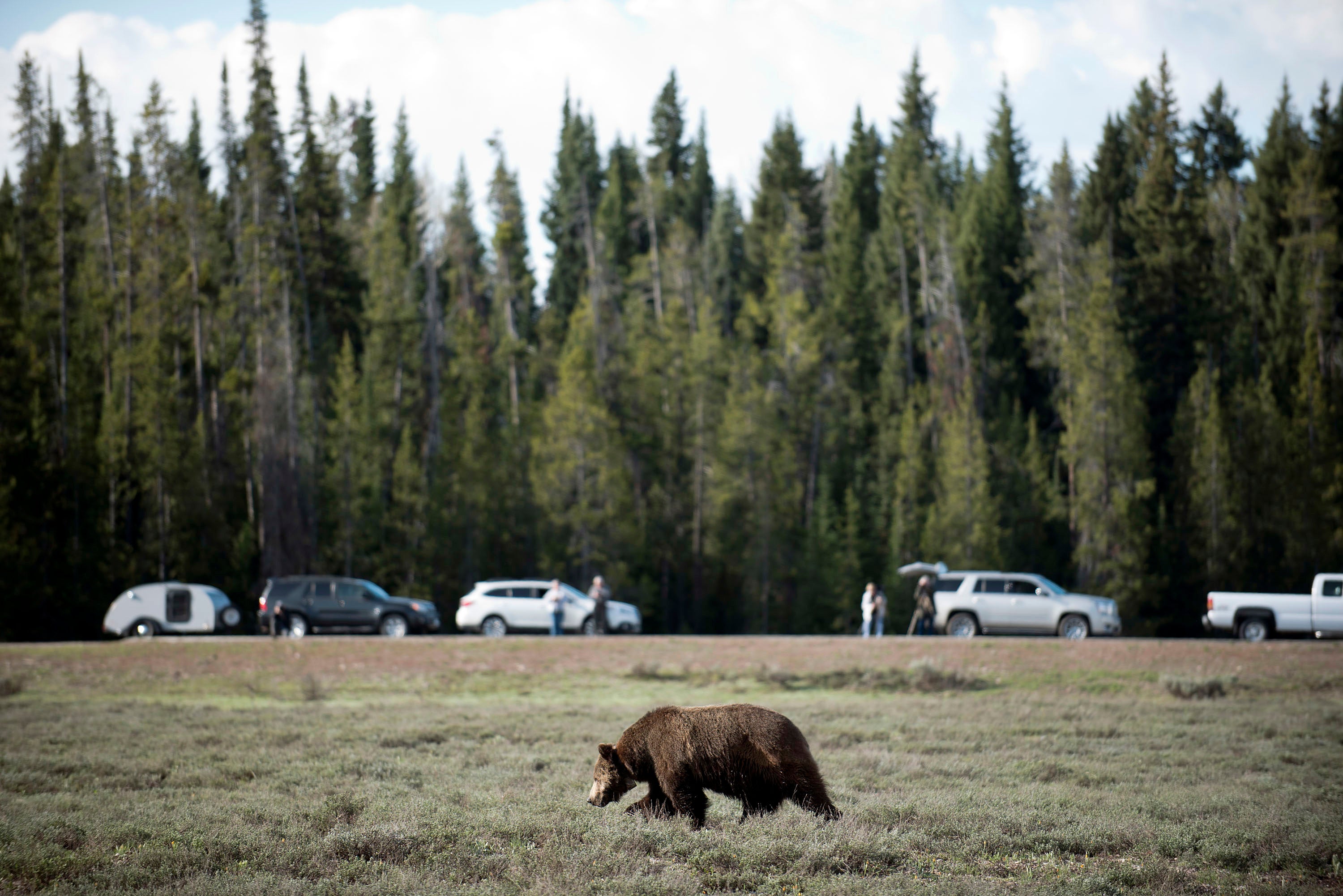 Grizzly Bears North Cascades