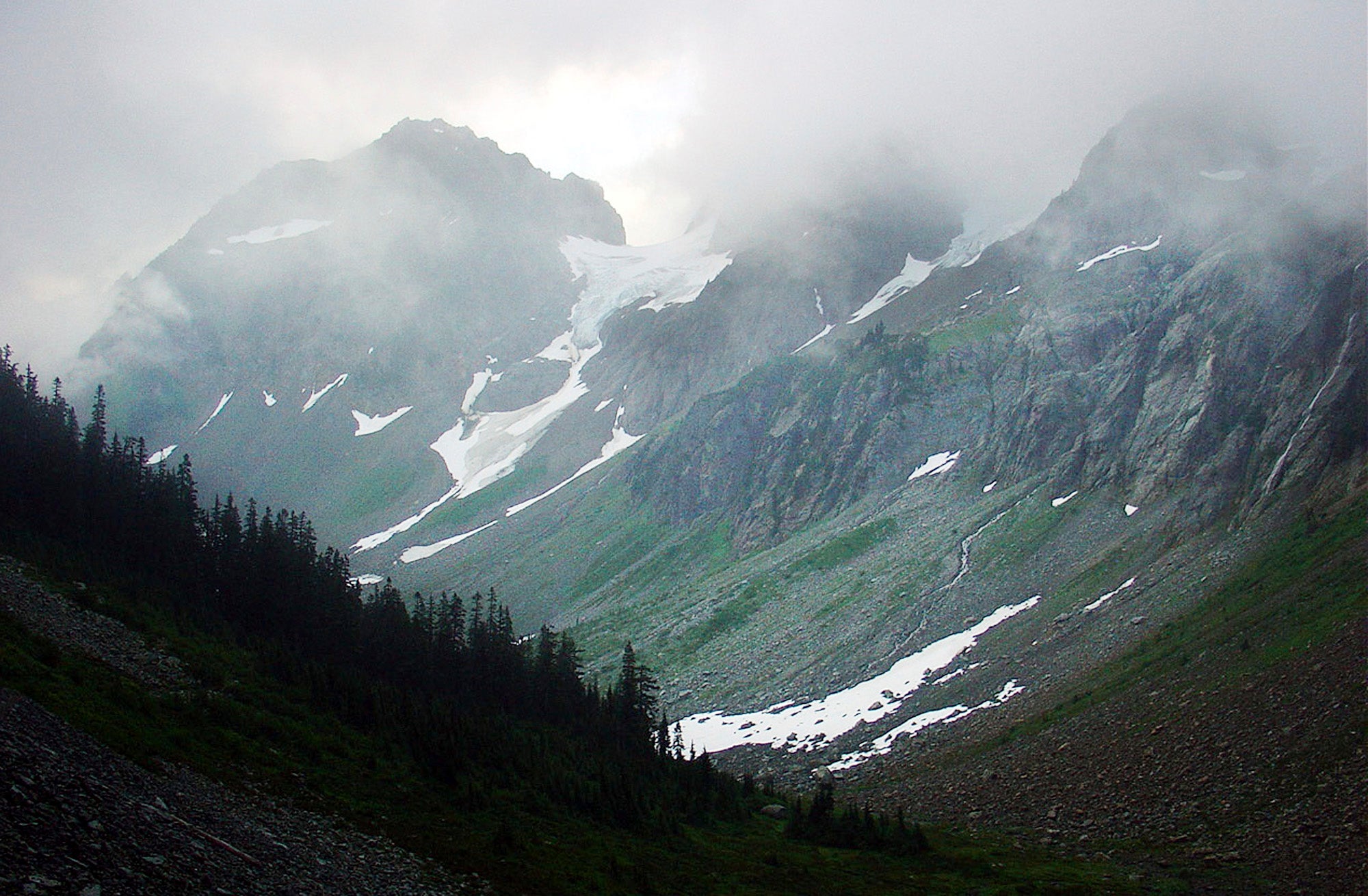 Grizzly Bears North Cascades