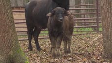 Buffalo that escaped Ukraine zoo during shelling return after calves born in woods