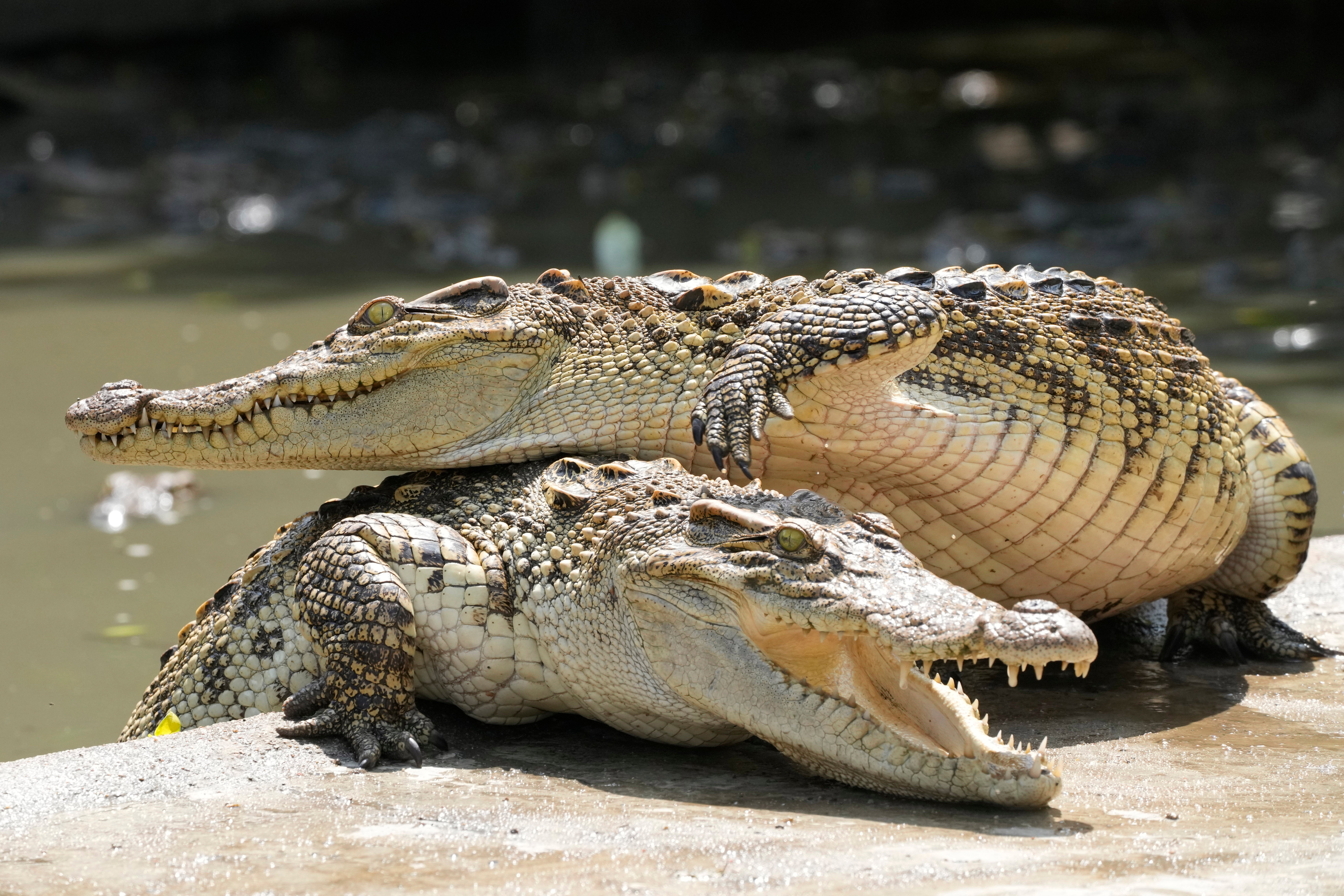 Thailand Crocodiles