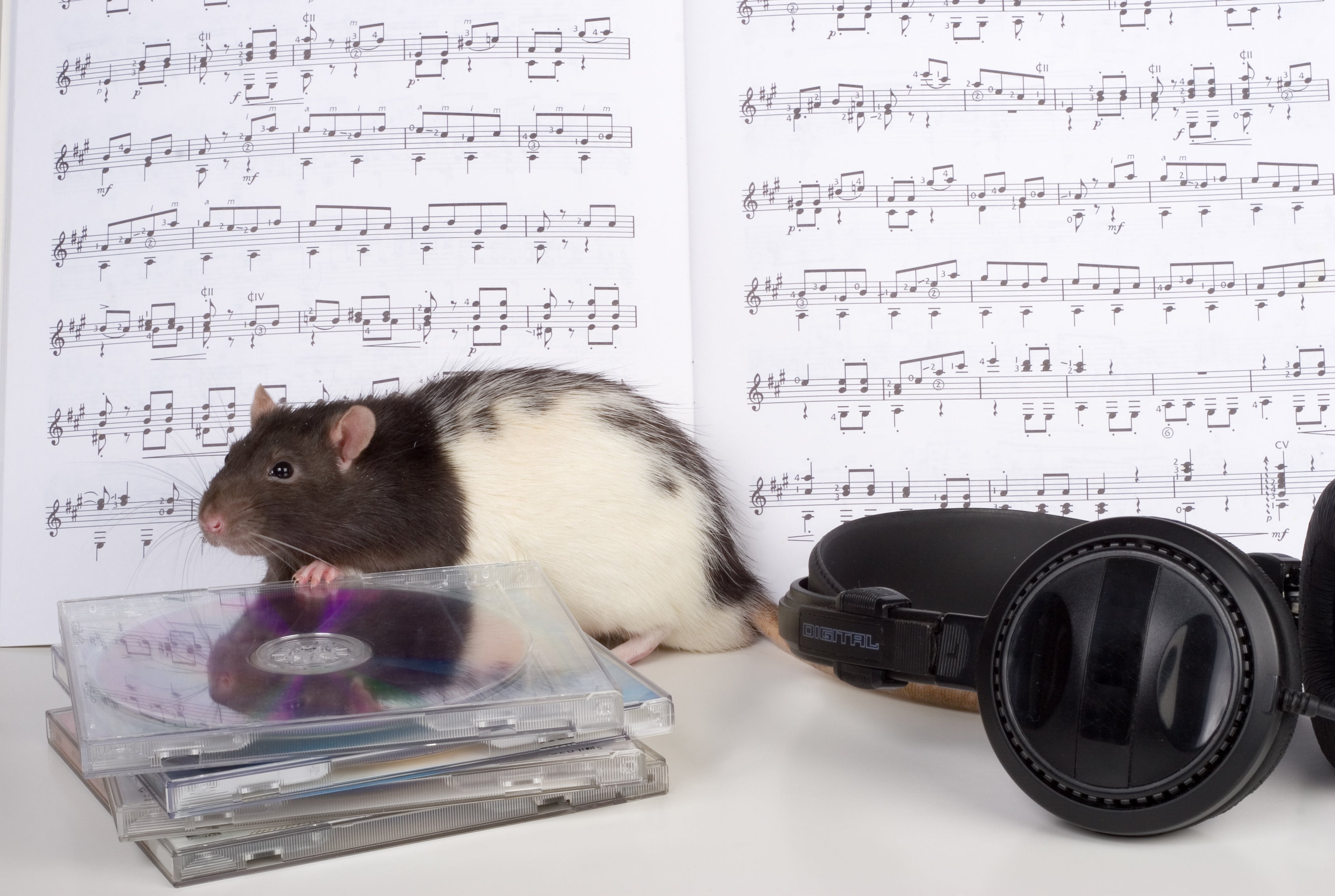 ‘Rats displayed innate beat synchronisation’